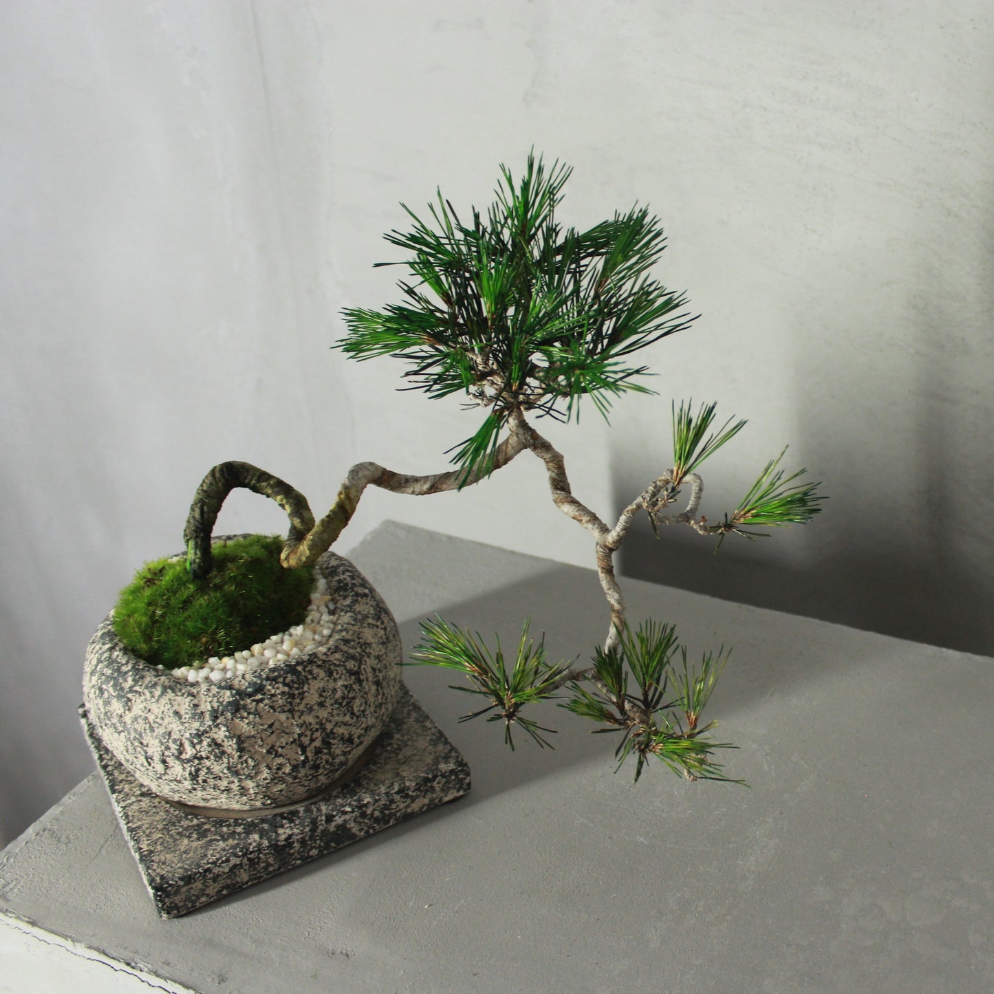 Tokocie BONSAI 赤松