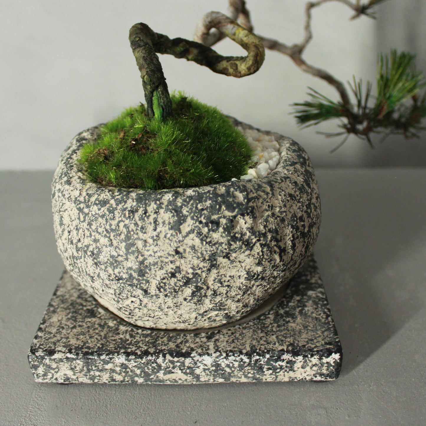 Tokocie BONSAI 赤松
