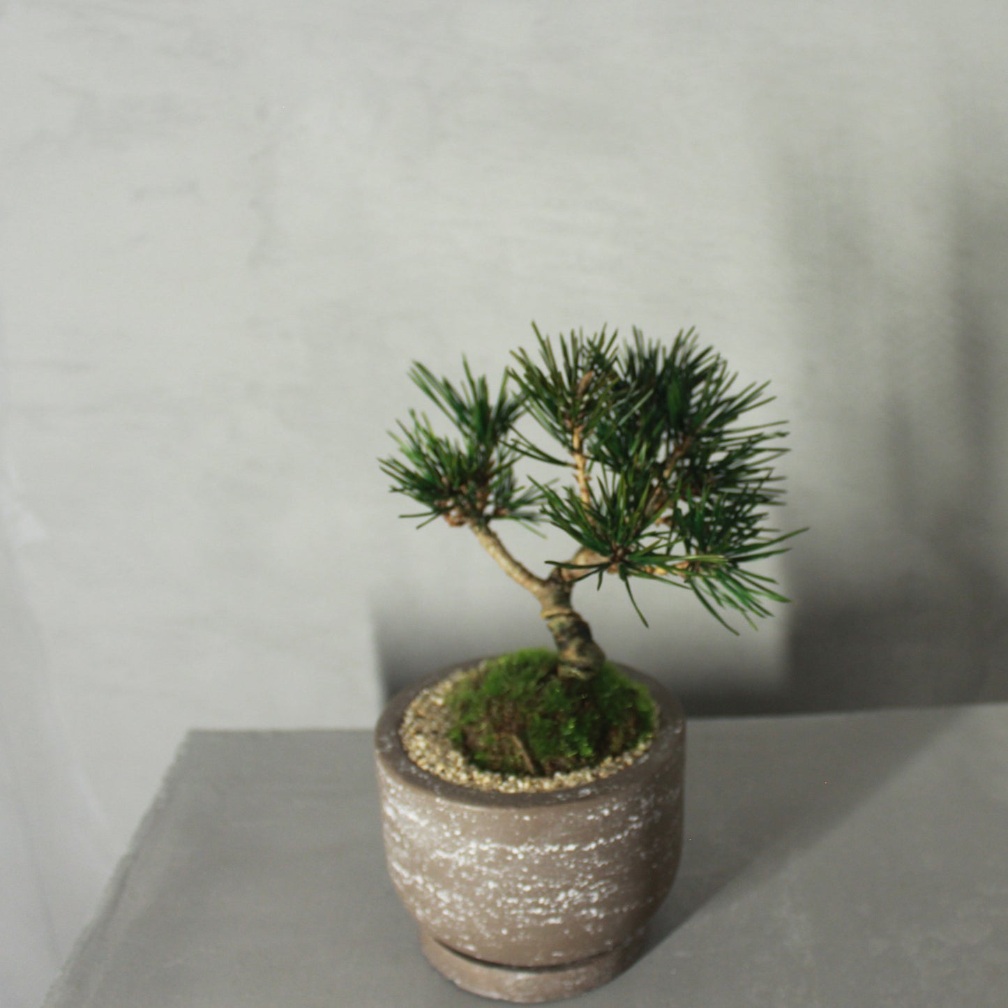 Tokocie BONSAI 黒松