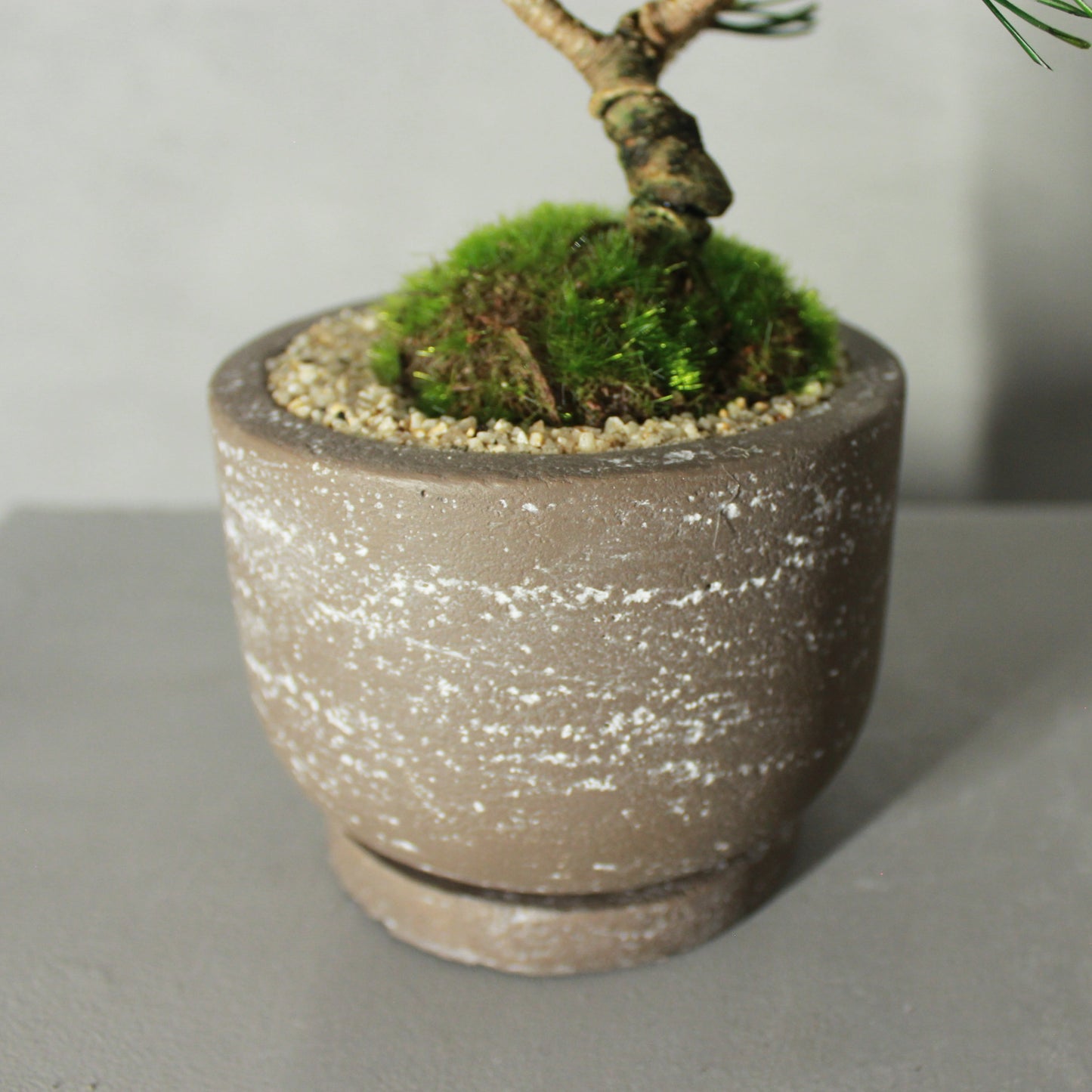 Tokocie BONSAI 黒松