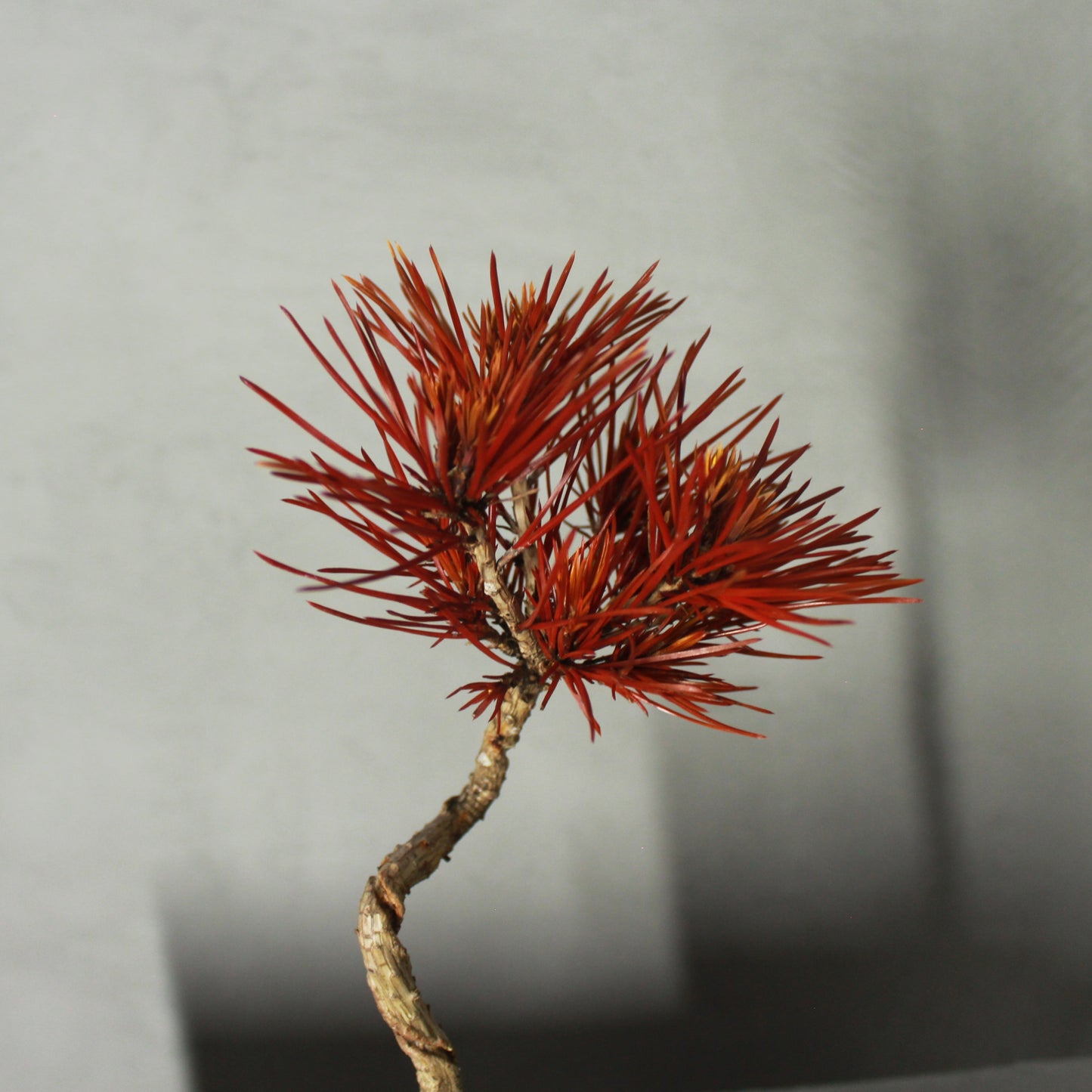 Tokocie BONSAI 黒松