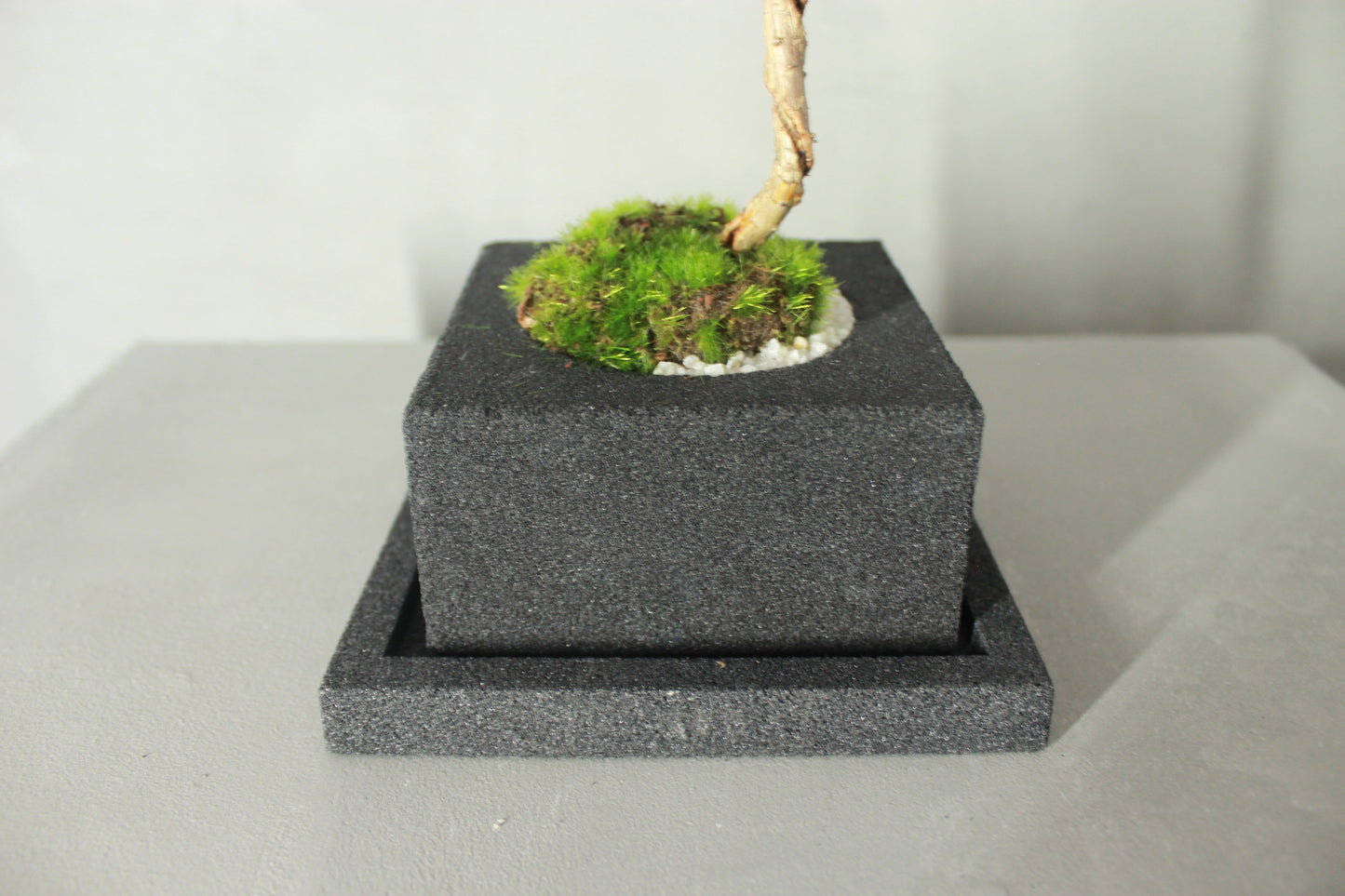Tokocie BONSAI 黒松