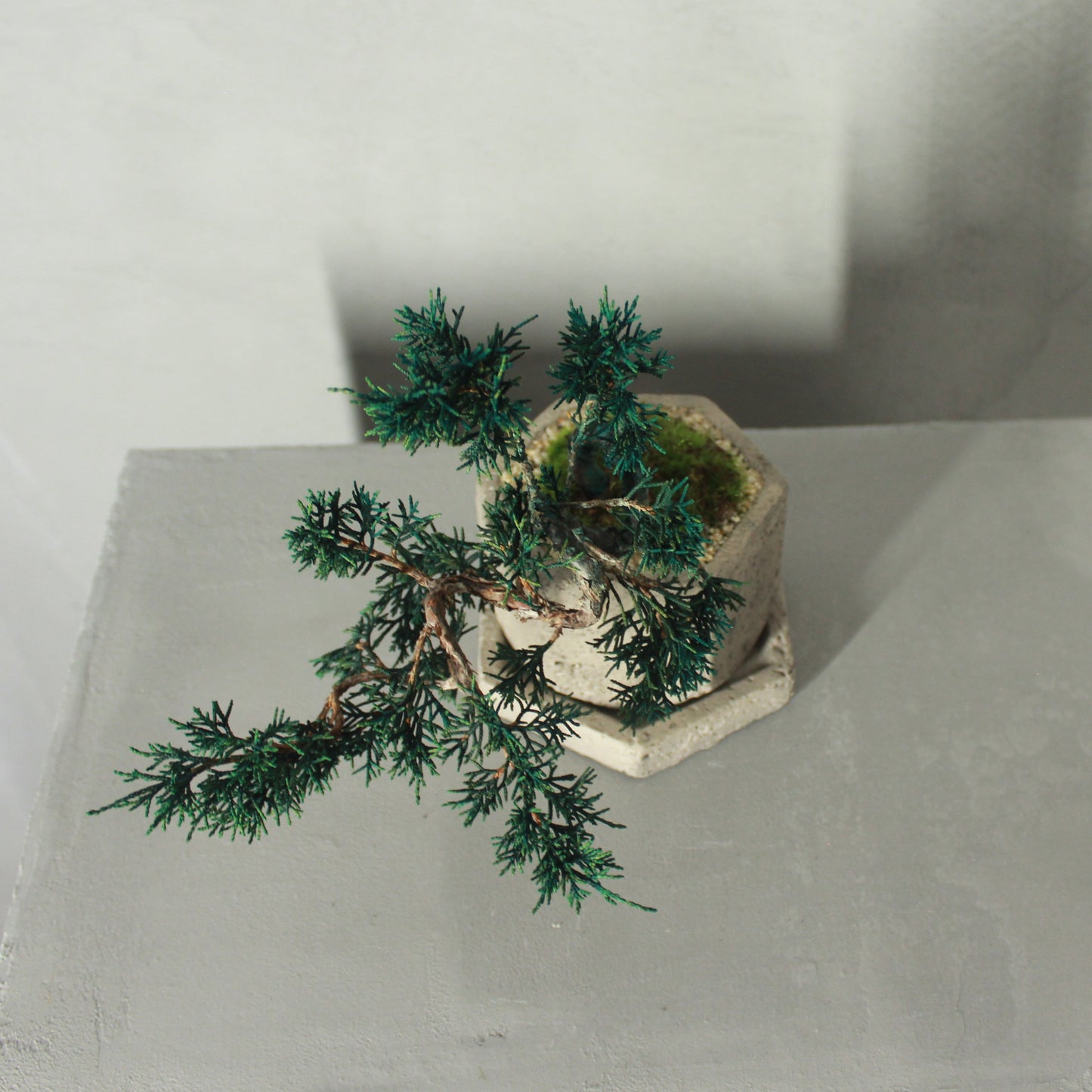 Tokocie BONSAI 真柏
