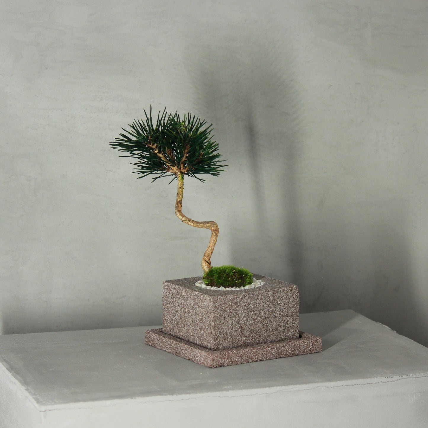 Tokocie BONSAI 黒松