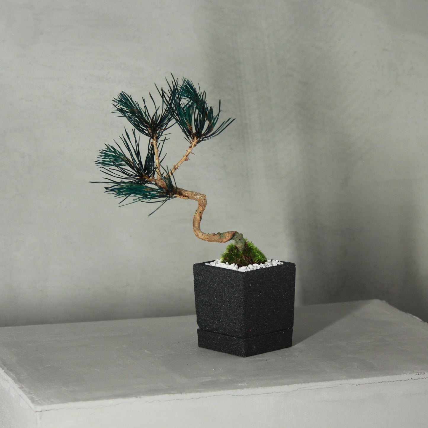 Tokocie BONSAI mini 赤松