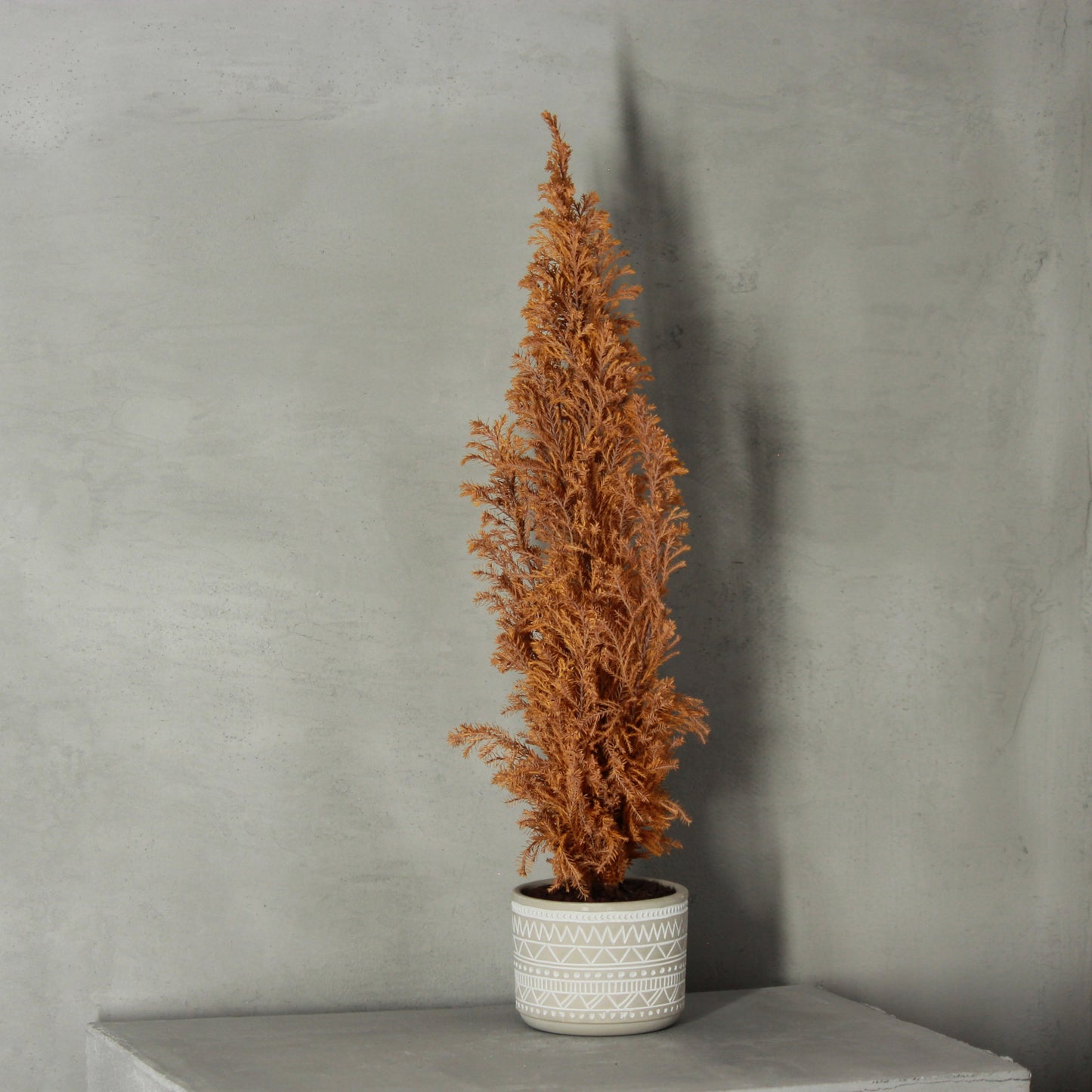 Conifer select エルウッズエンパイヤー