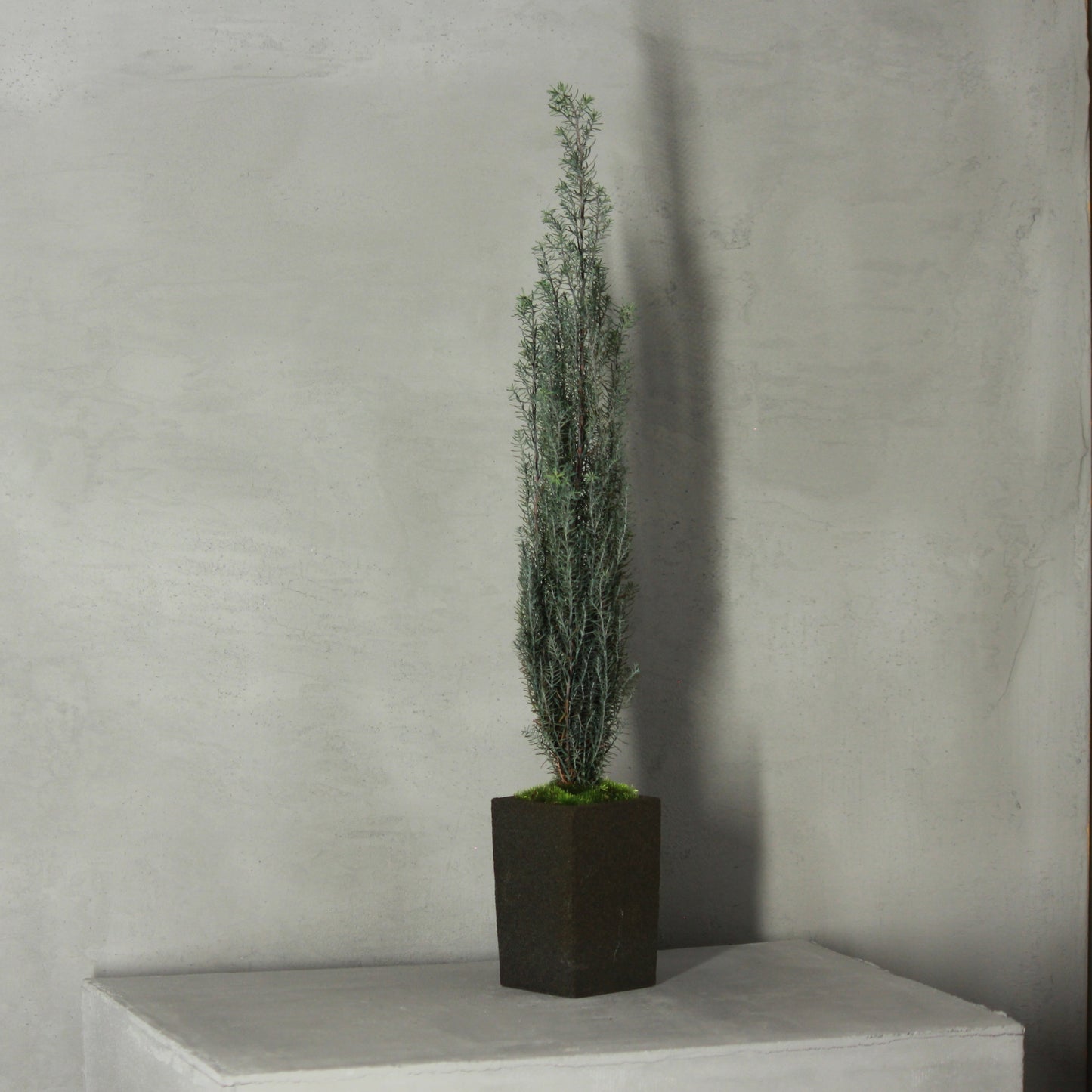 Conifer select シルバースター