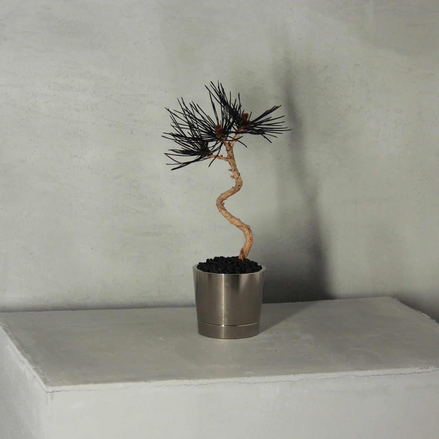 Tokocie BONSAI mini 赤松