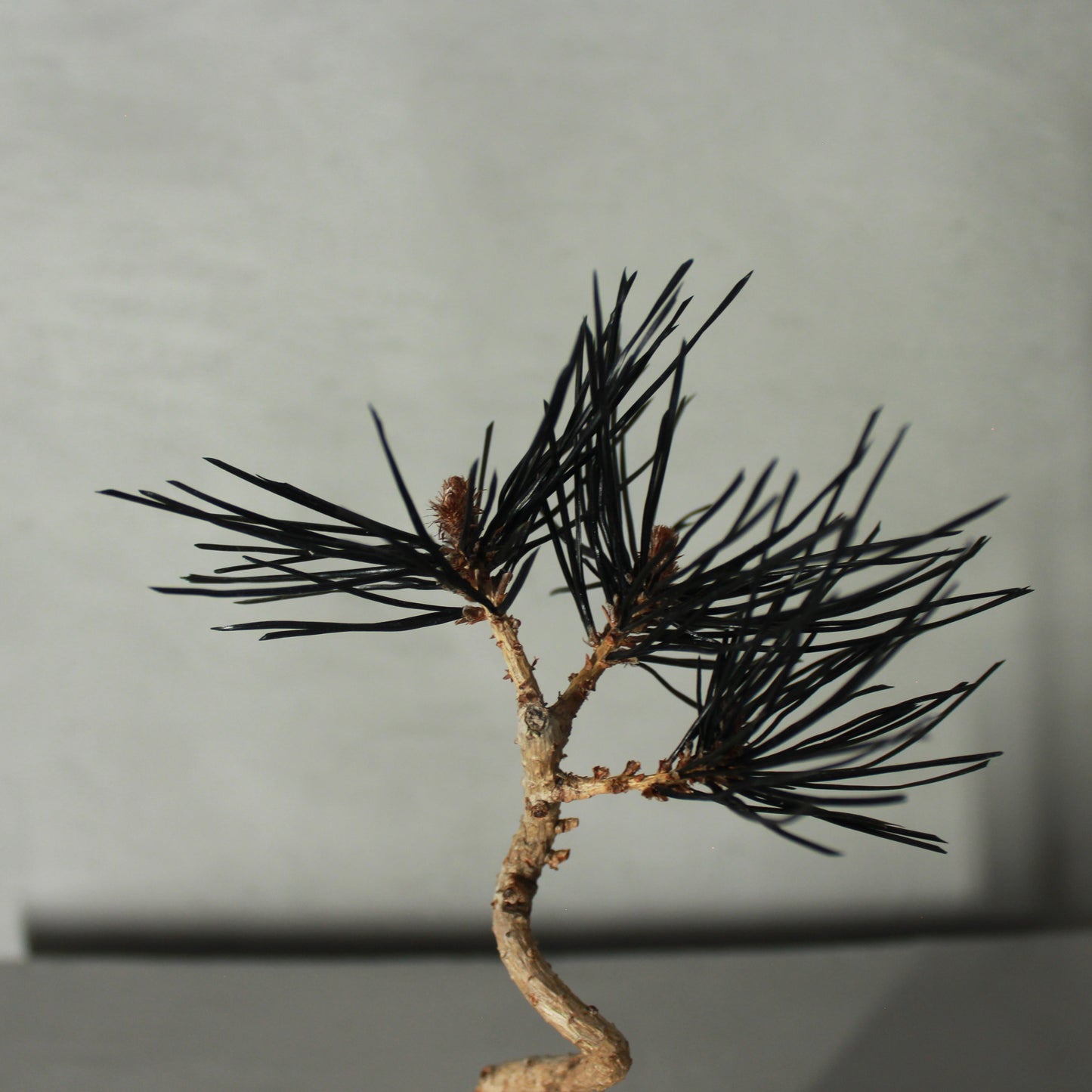 Tokocie BONSAI mini 赤松