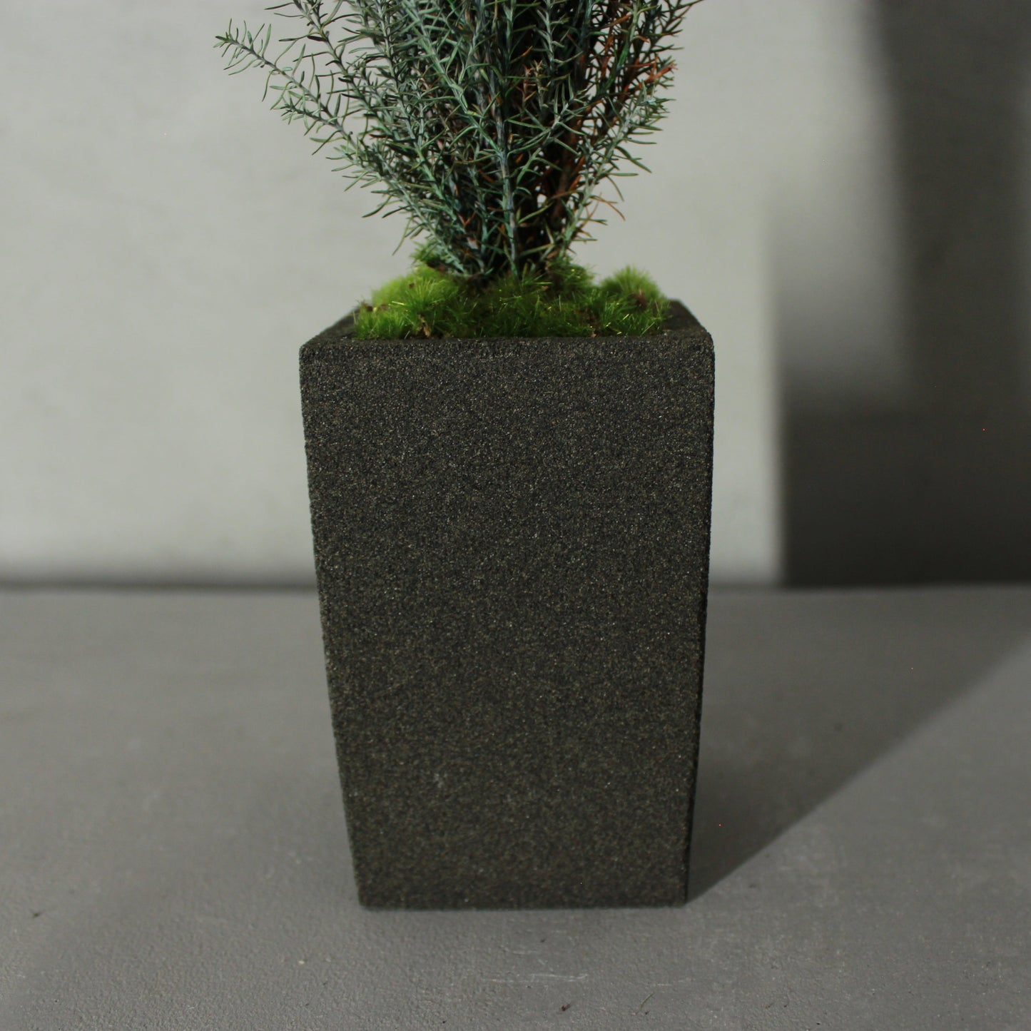 Conifer select シルバースター