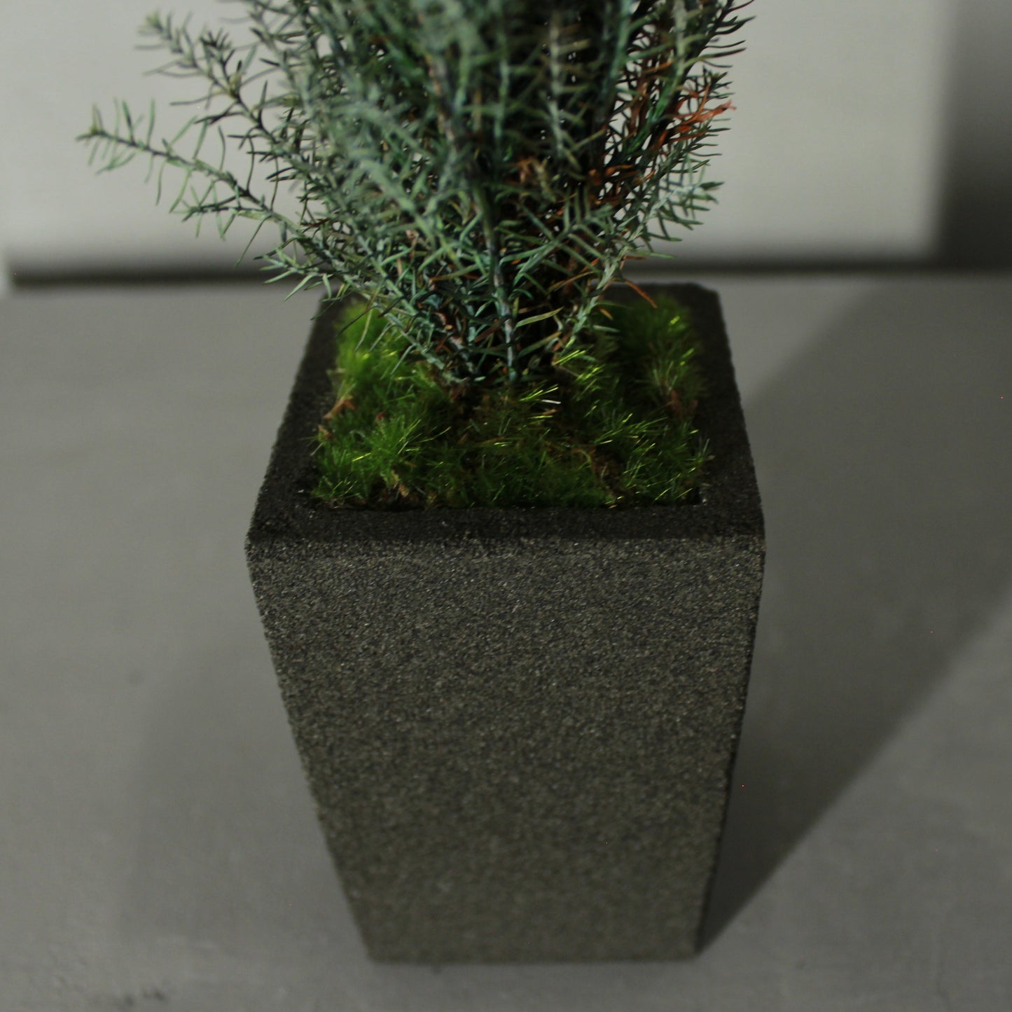 Conifer select シルバースター