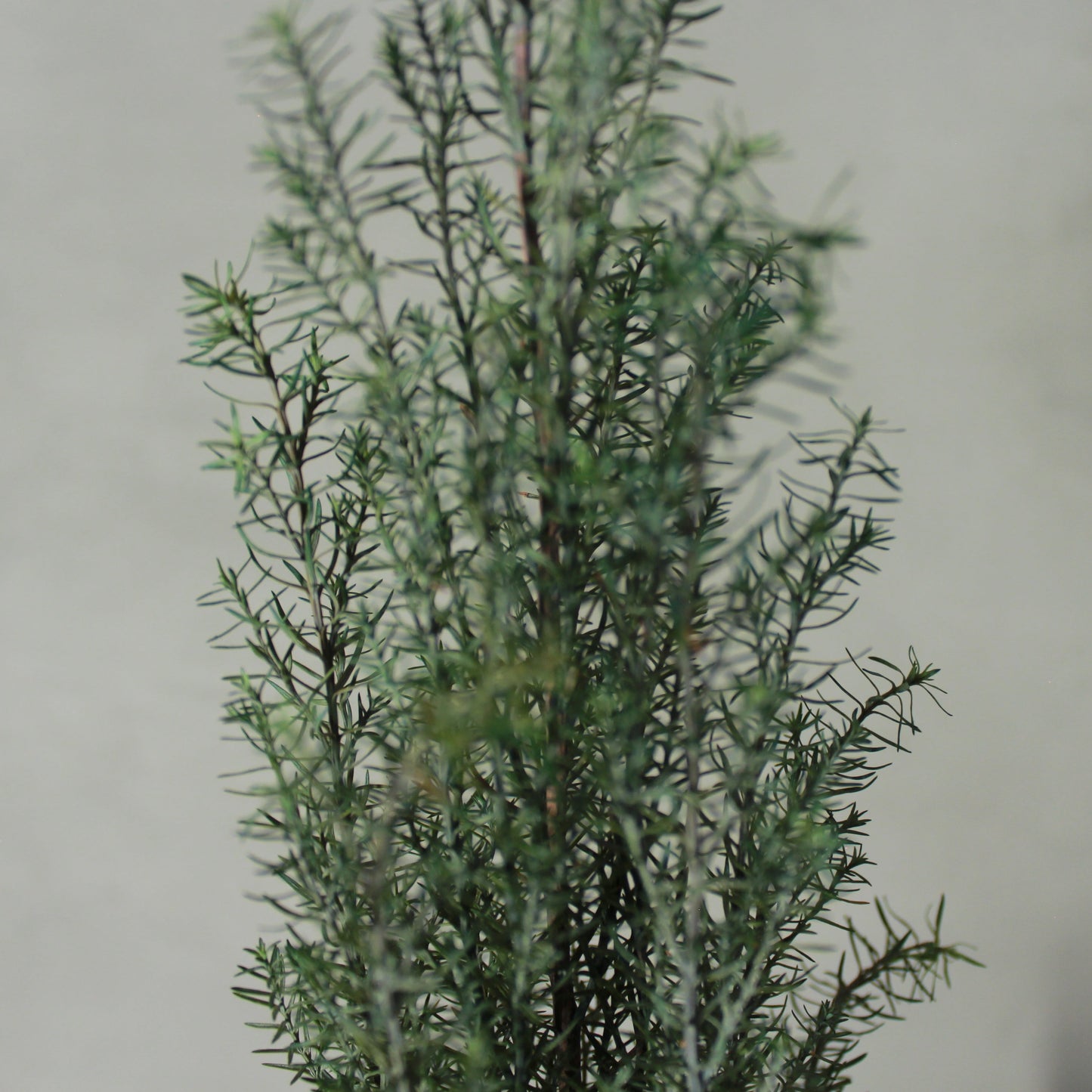 Conifer select シルバースター