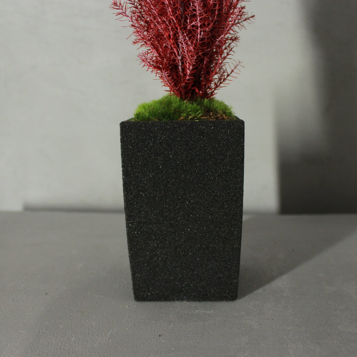 Conifer select  シルバースター