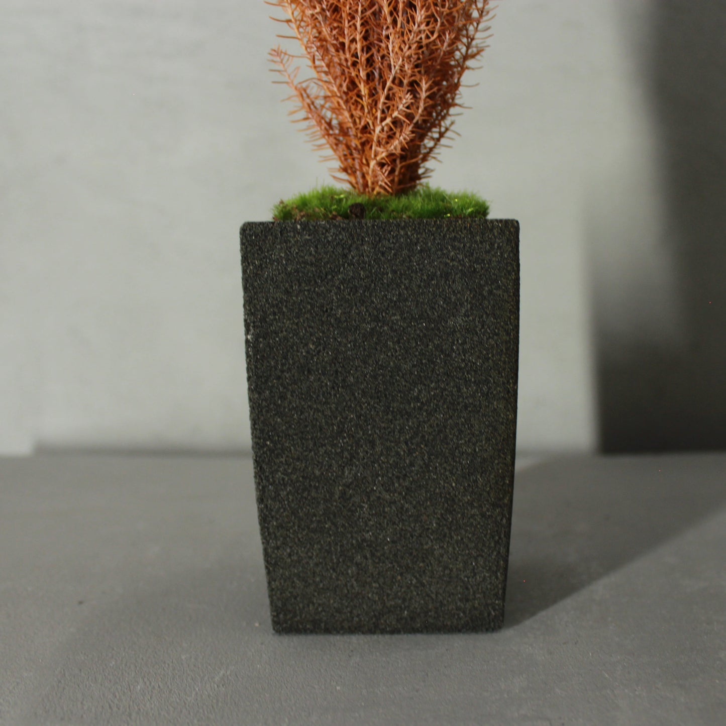 Conifer select シルバースター