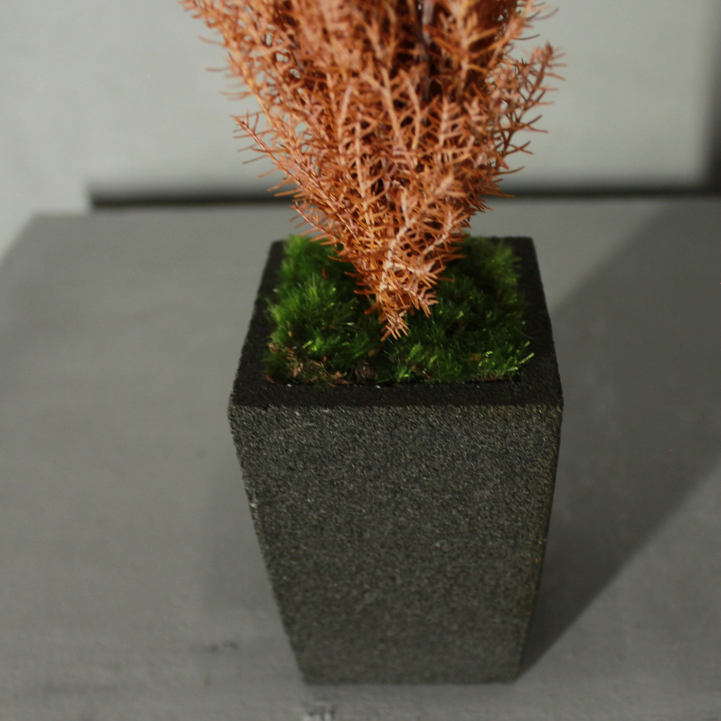 Conifer select シルバースター