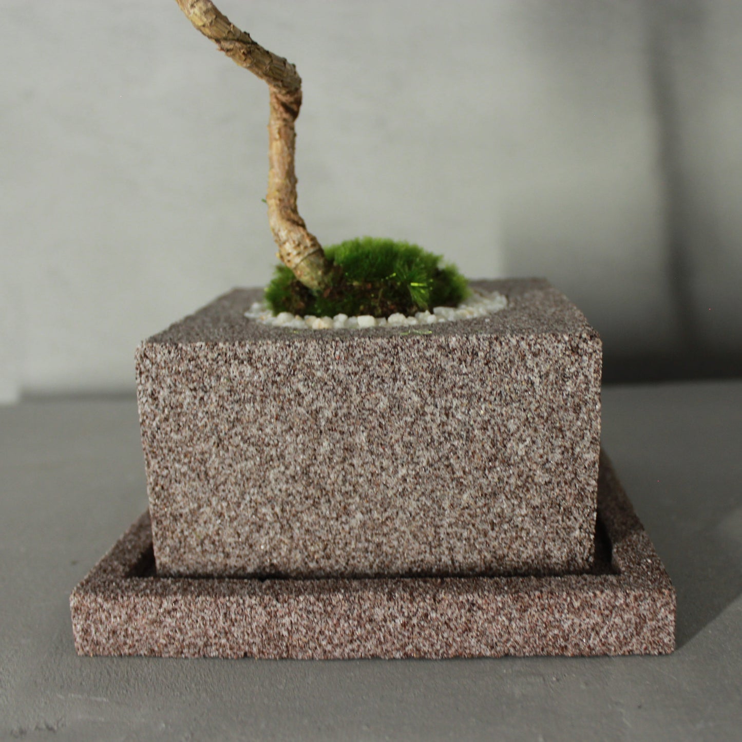 Tokocie BONSAI 黒松
