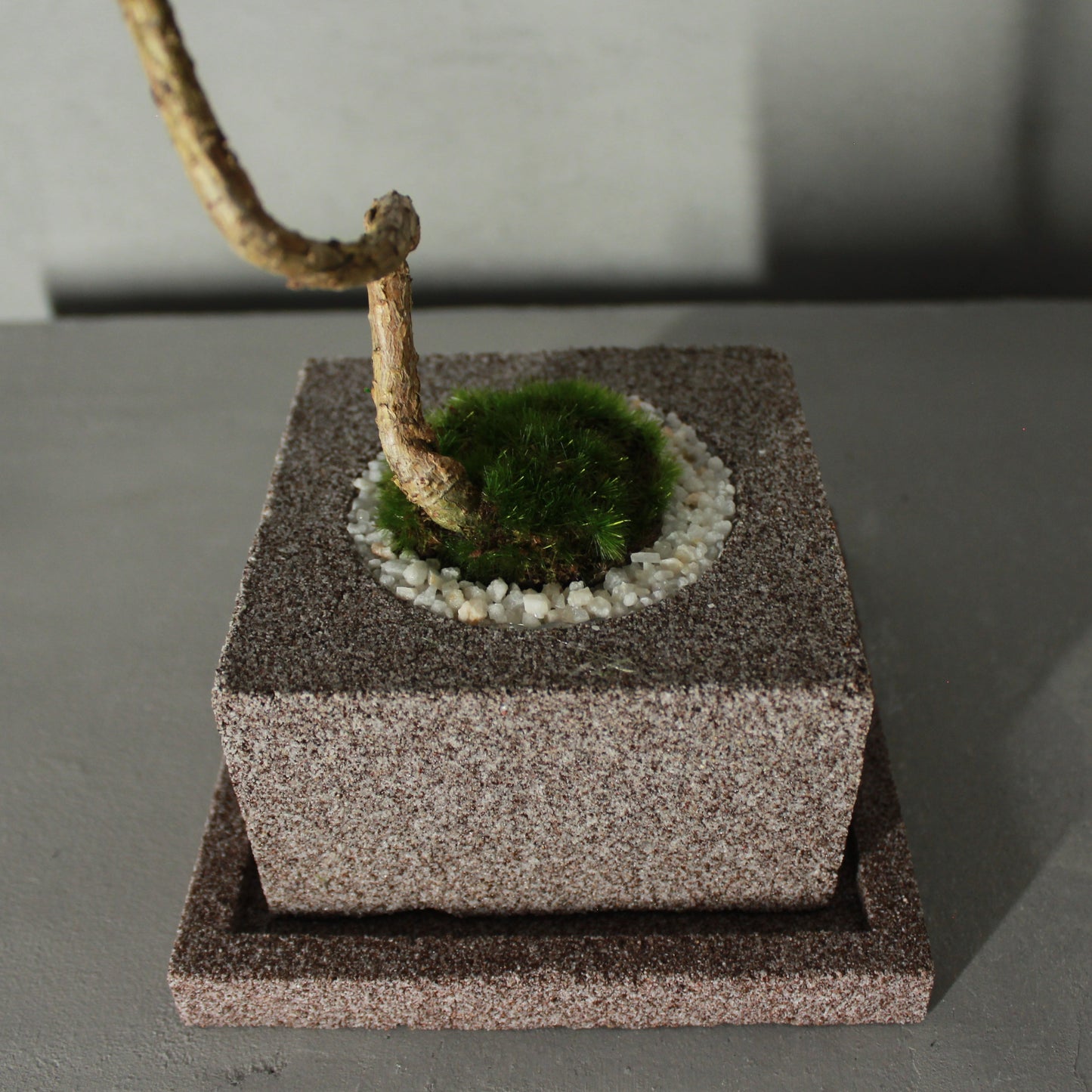 Tokocie BONSAI 黒松