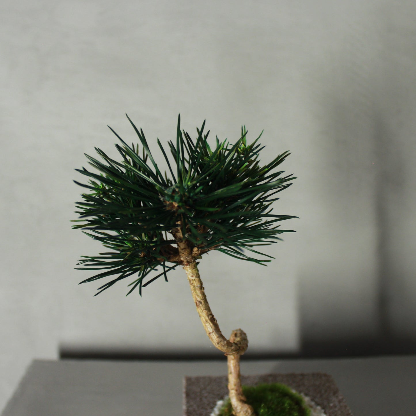 Tokocie BONSAI 黒松