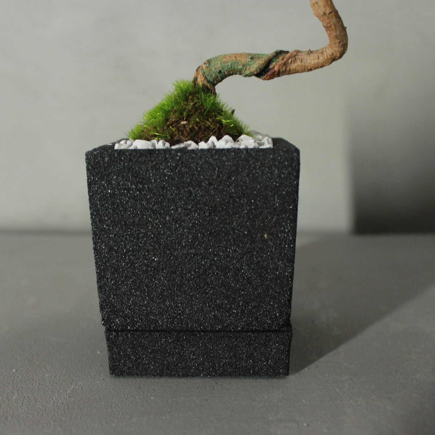 Tokocie BONSAI mini 赤松