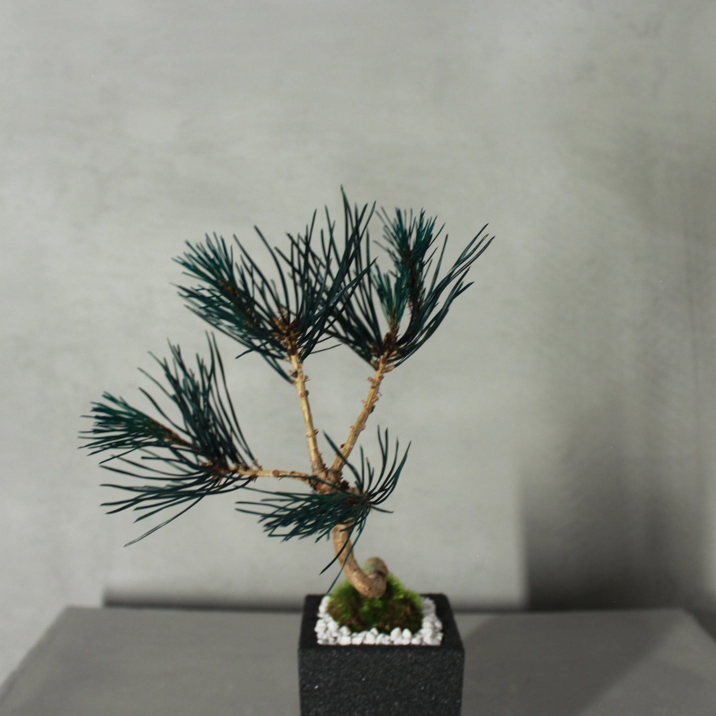 Tokocie BONSAI mini 赤松