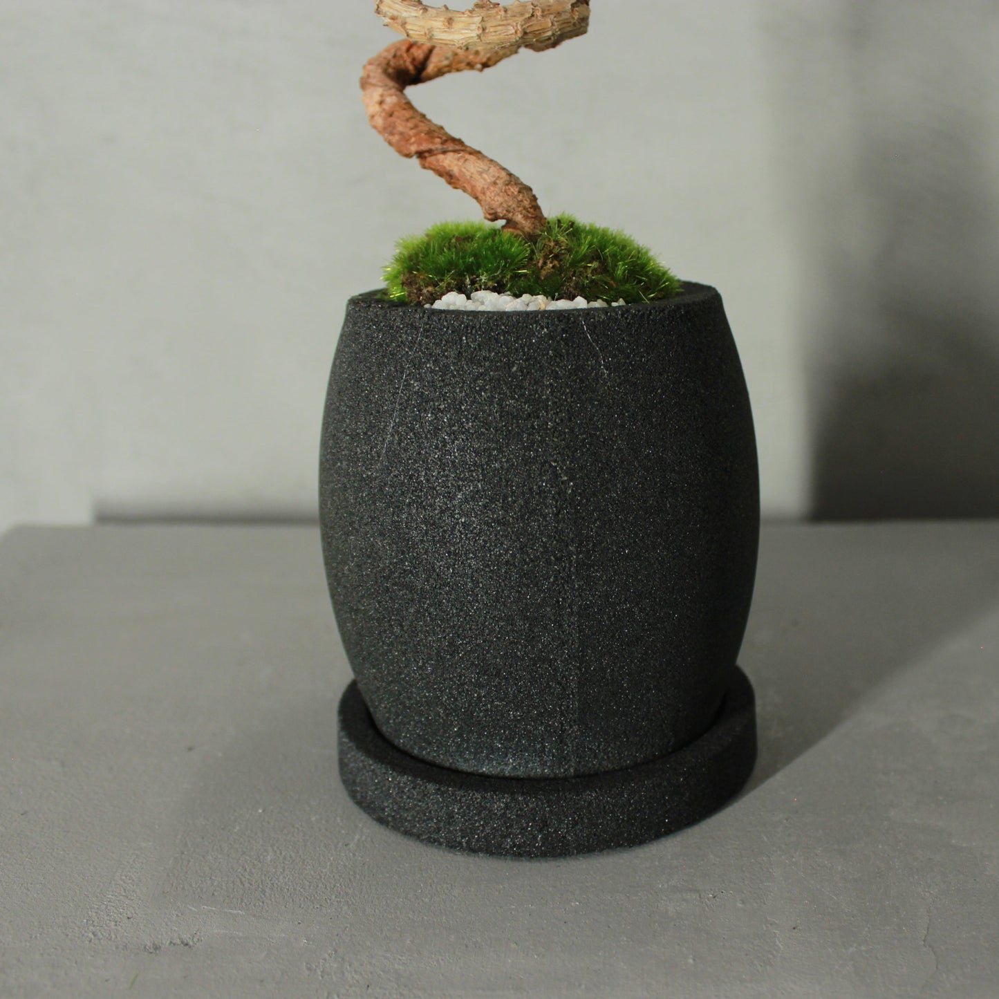 Tokocie BONSAI 黒松