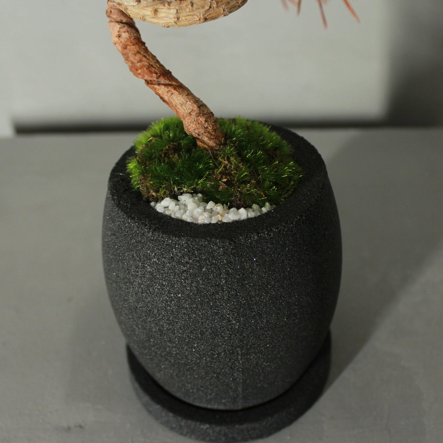 Tokocie BONSAI 黒松