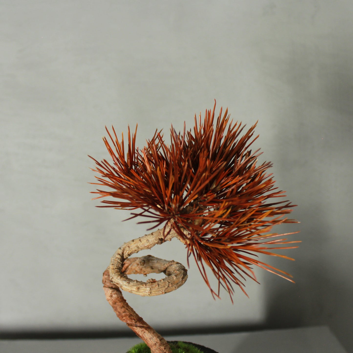 Tokocie BONSAI 黒松