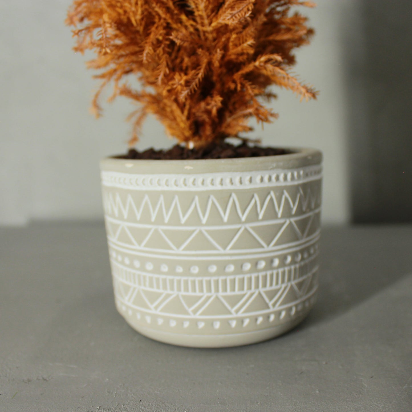 Conifer select エルウッズエンパイヤー