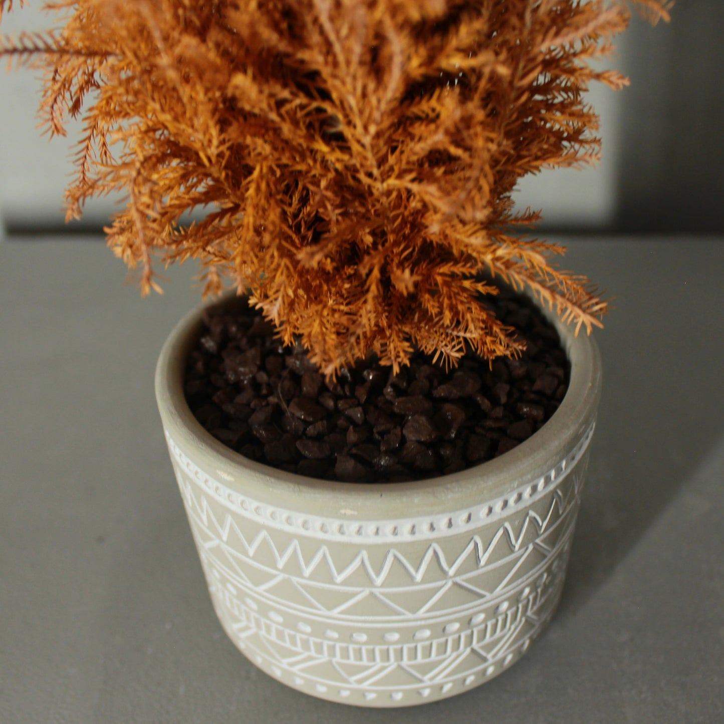 Conifer select エルウッズエンパイヤー