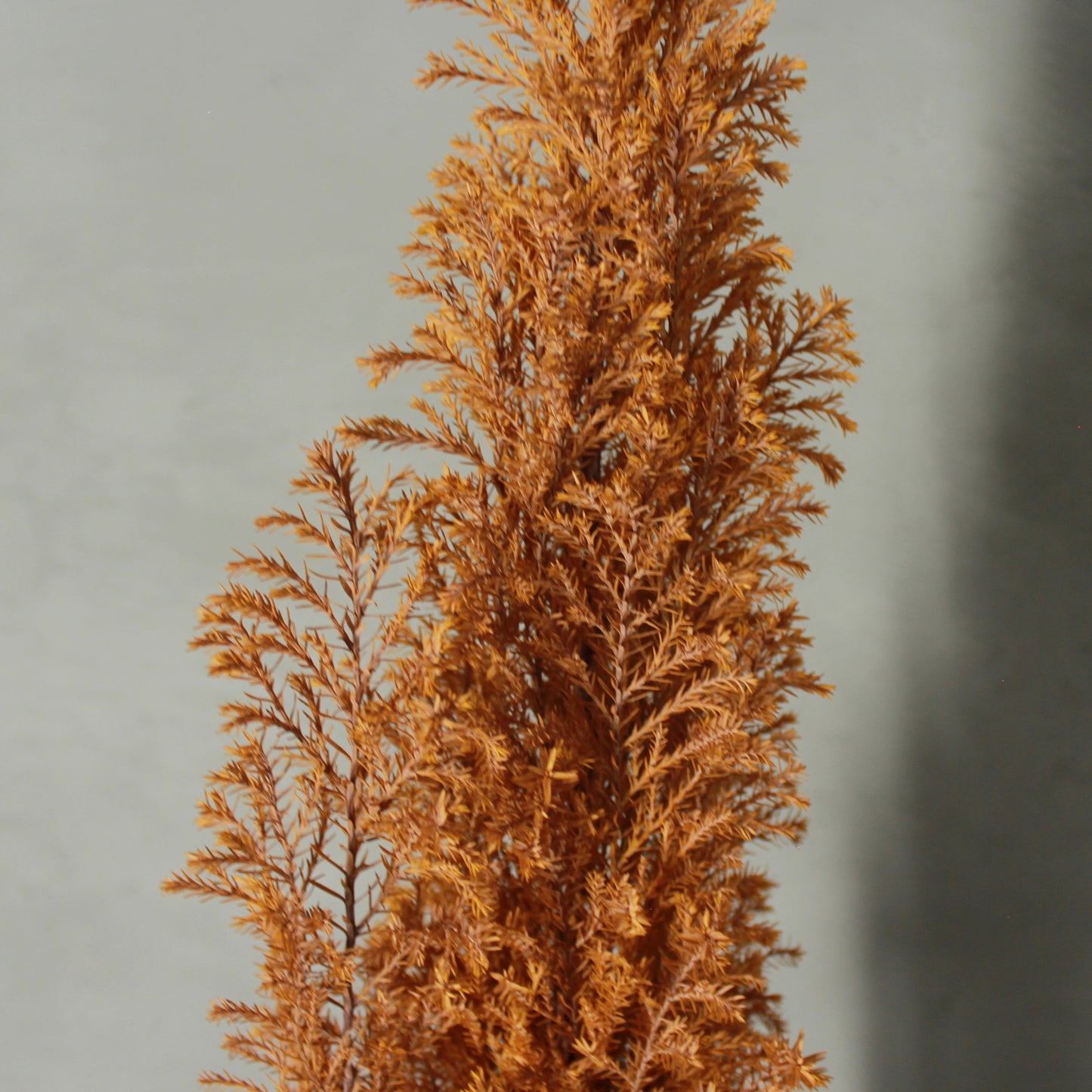 Conifer select エルウッズエンパイヤー