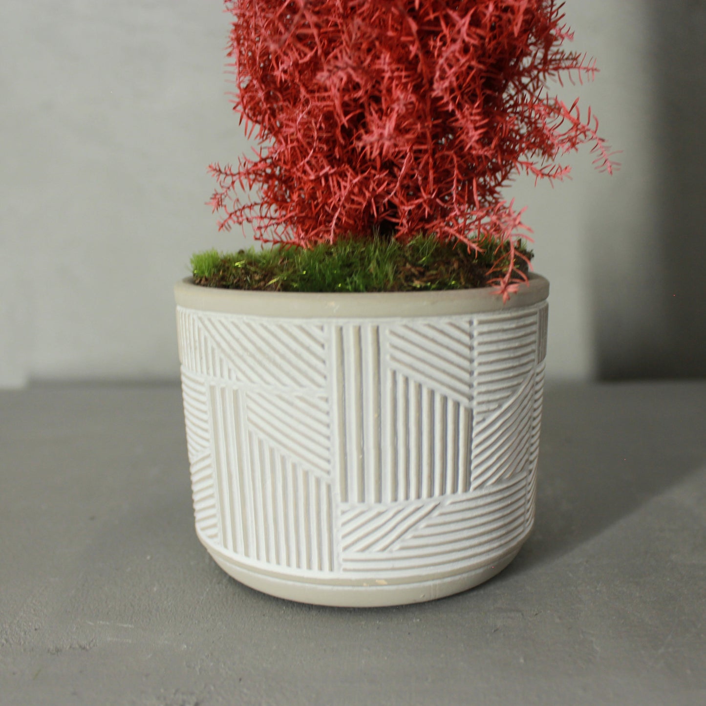 Conifer select  エルウッズエンパイヤー