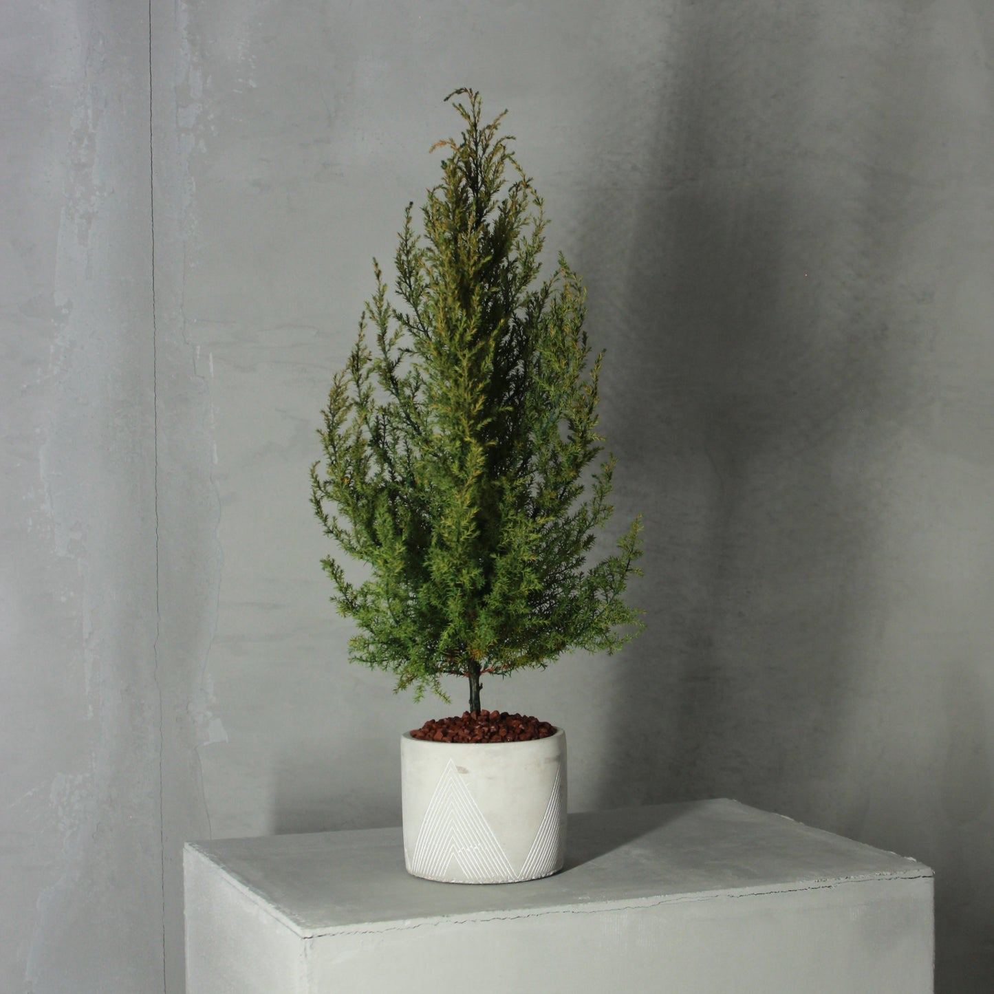Desk tree ゴールドクレストL グリーン