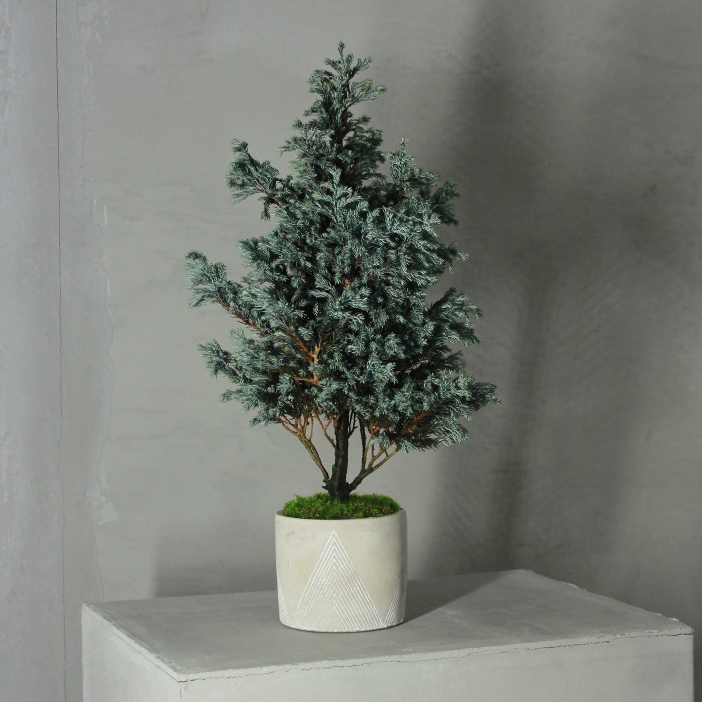 Conifer select ボールバード