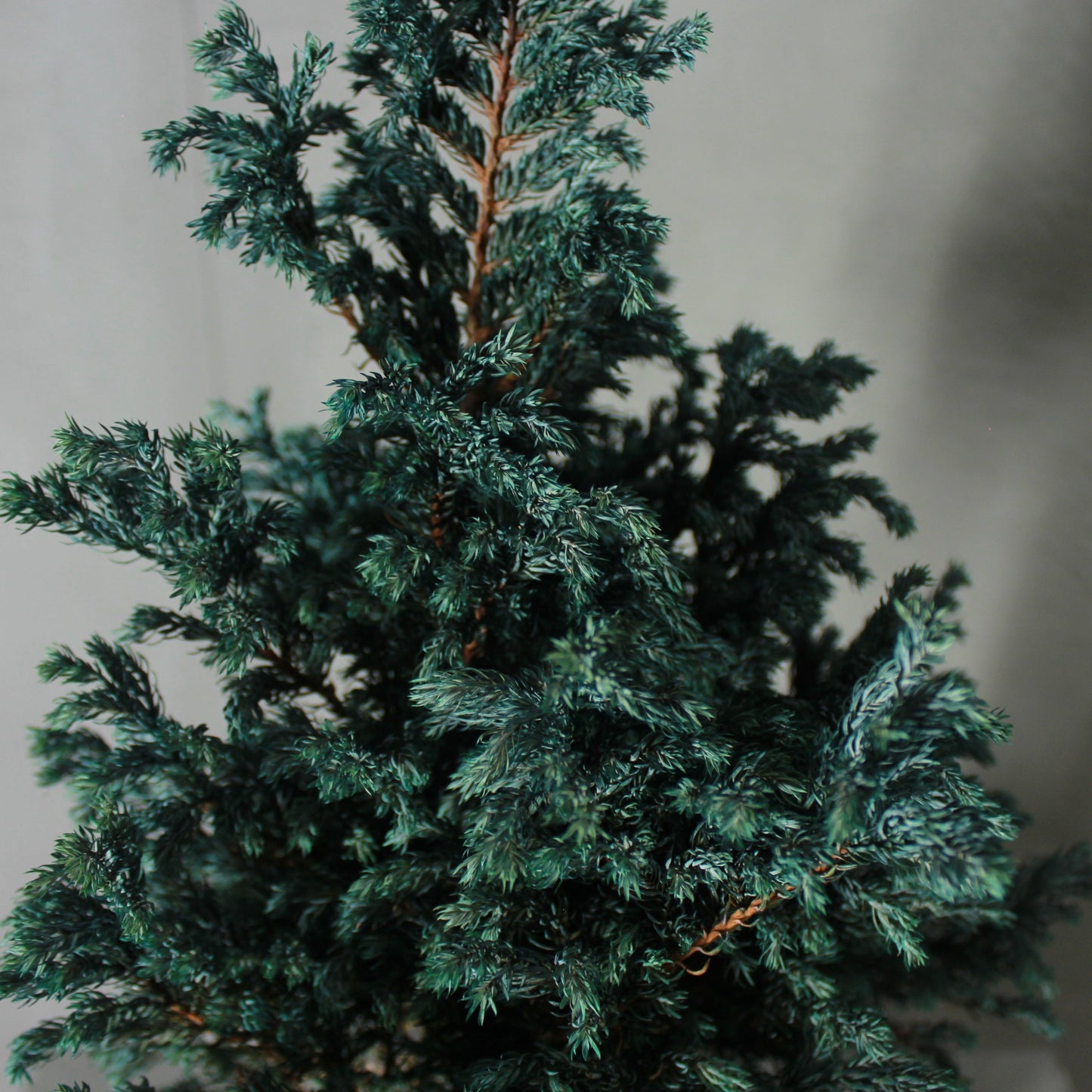 Conifer select ボールバード