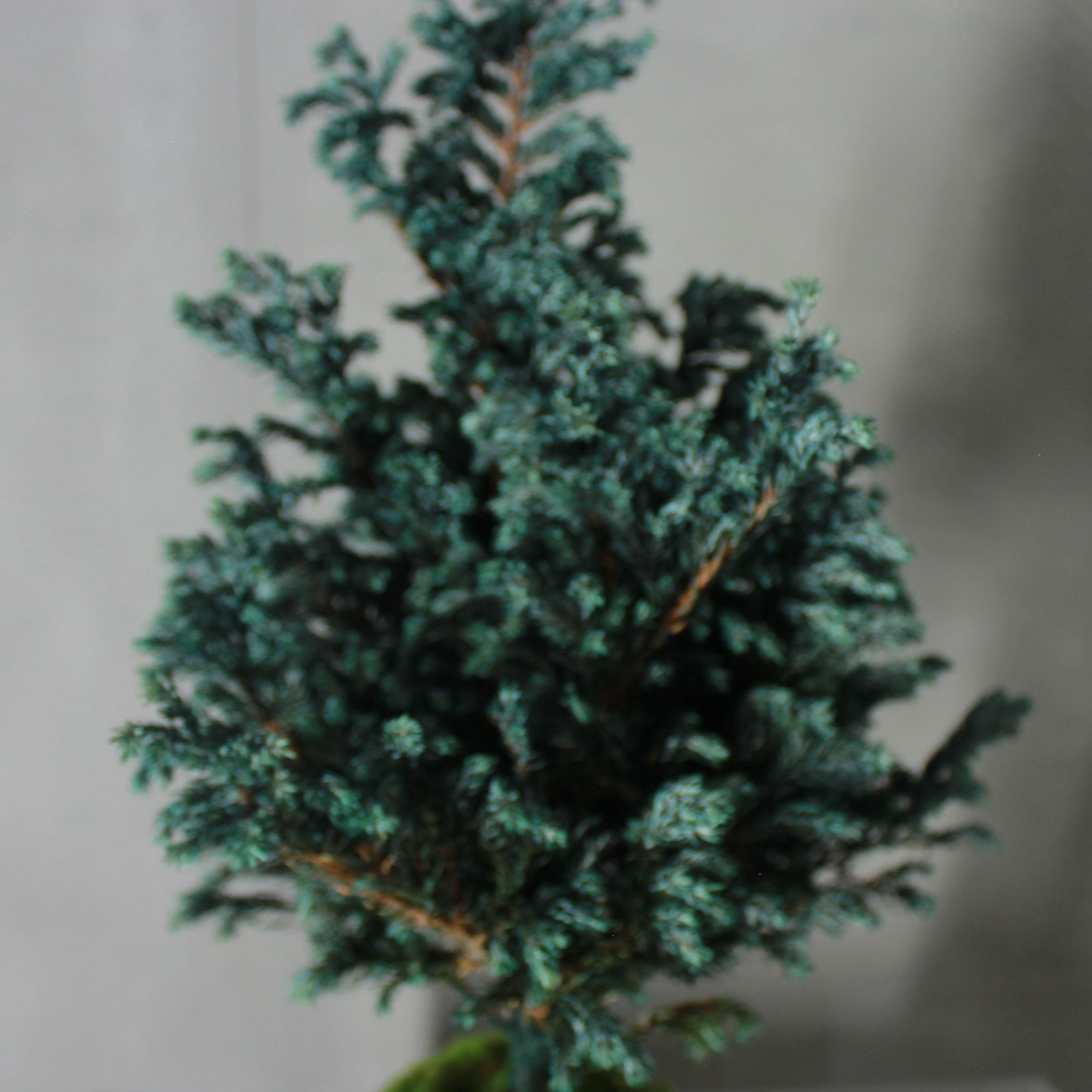 Conifer select ボールバード