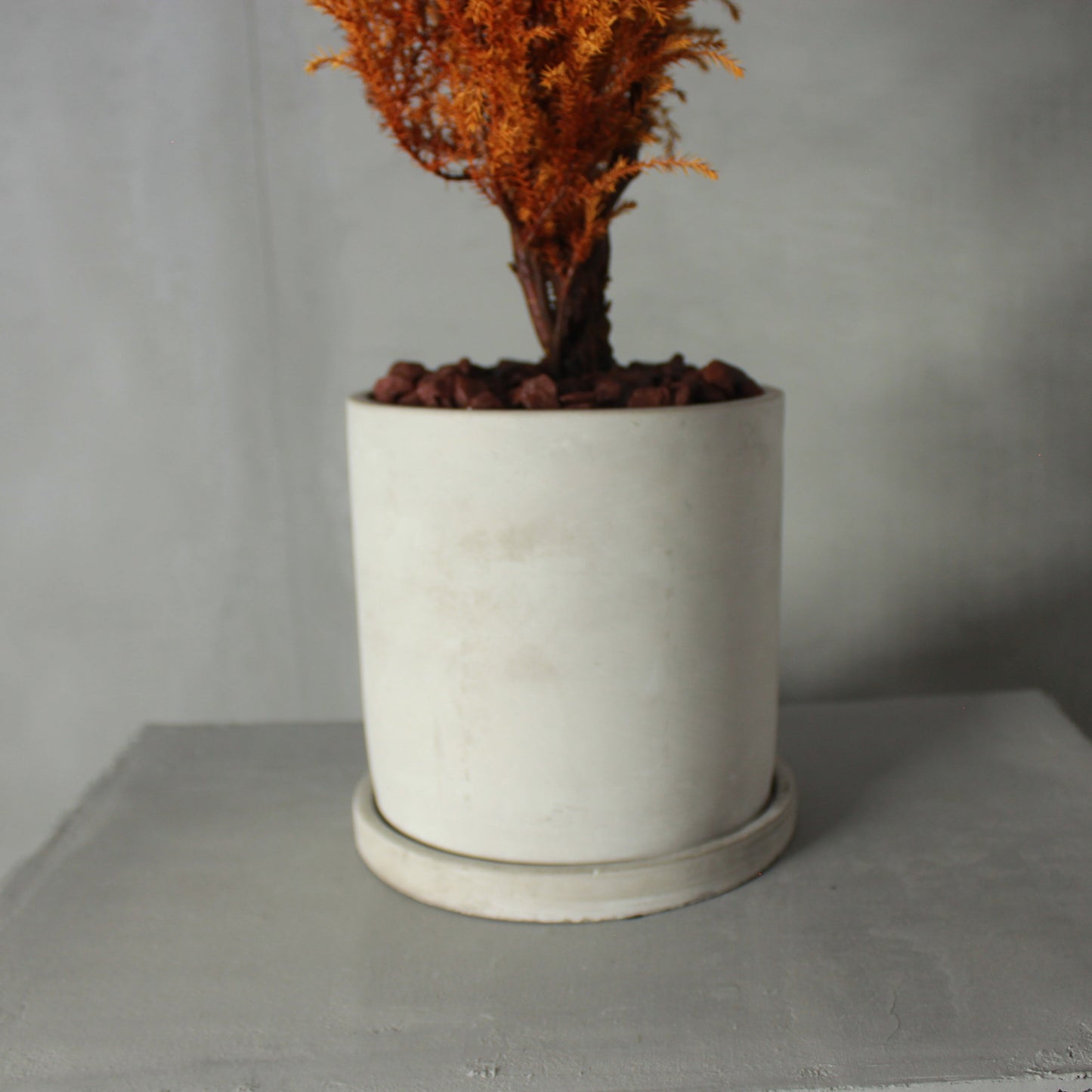 Floor tree ゴールドクレスト タマチラシ イエロー