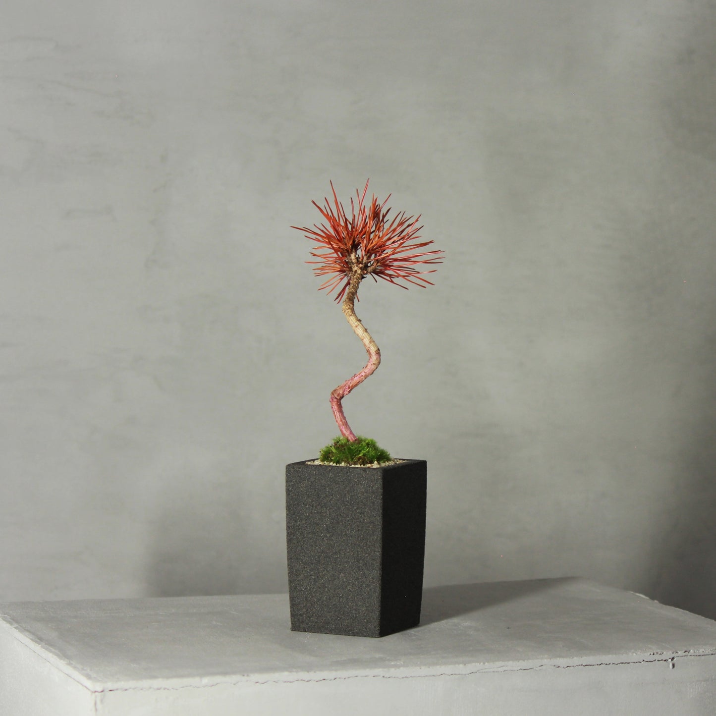 Tokocie BONSAI 黒松