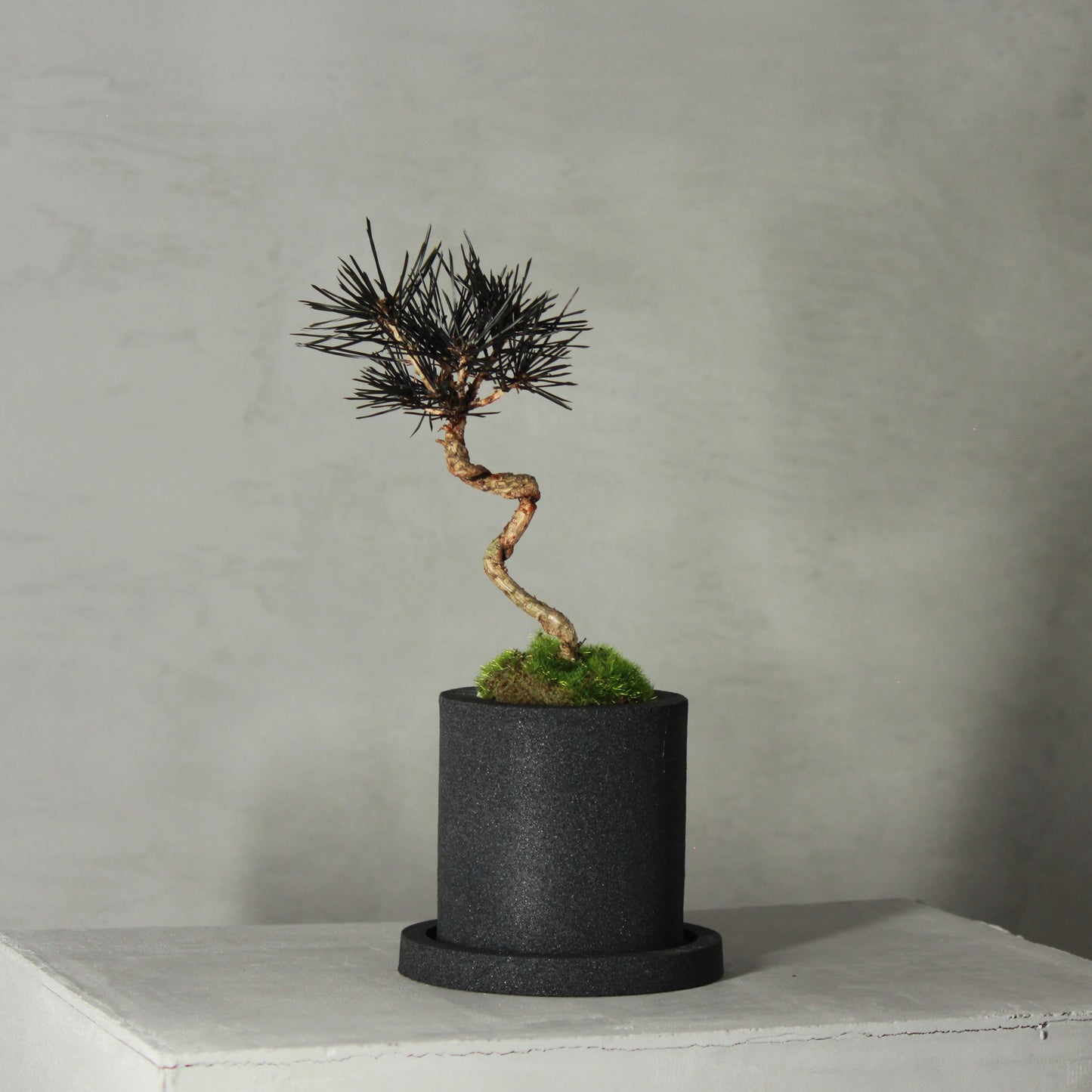 Tokocie BONSAI 黒松