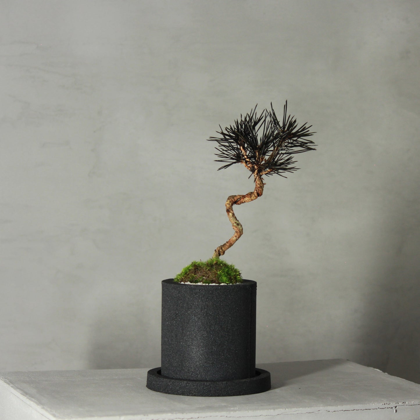 Tokocie BONSAI 黒松