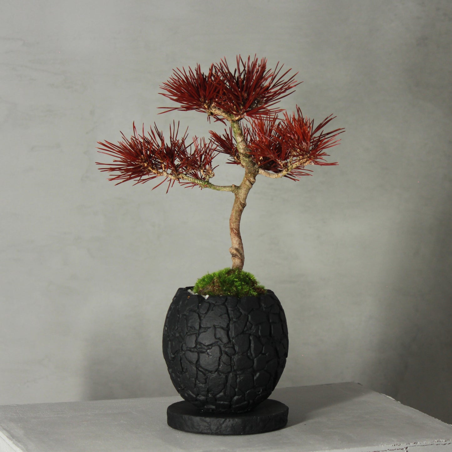 Tokocie BONSAI 黒松