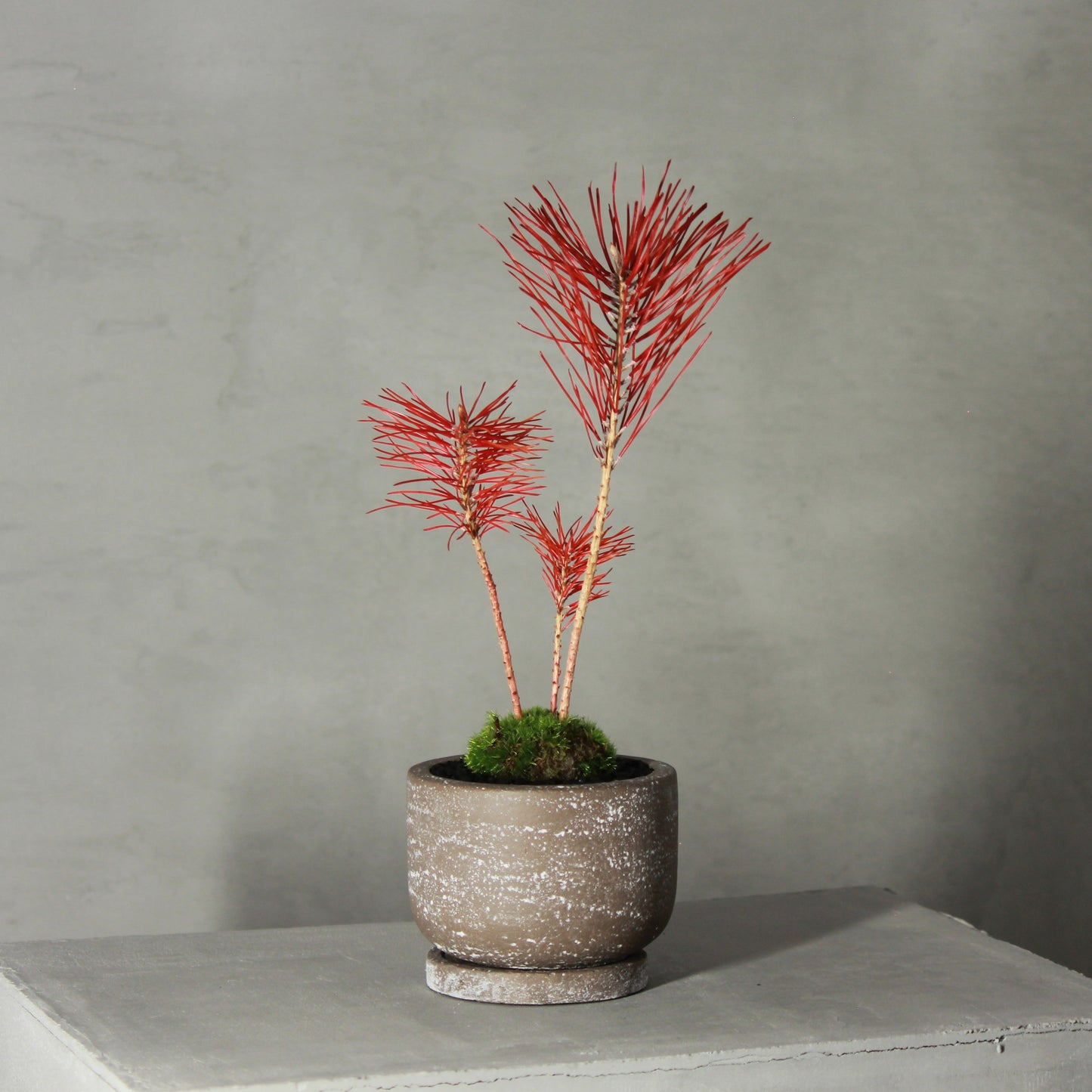 Tokocie BONSAI 黒松