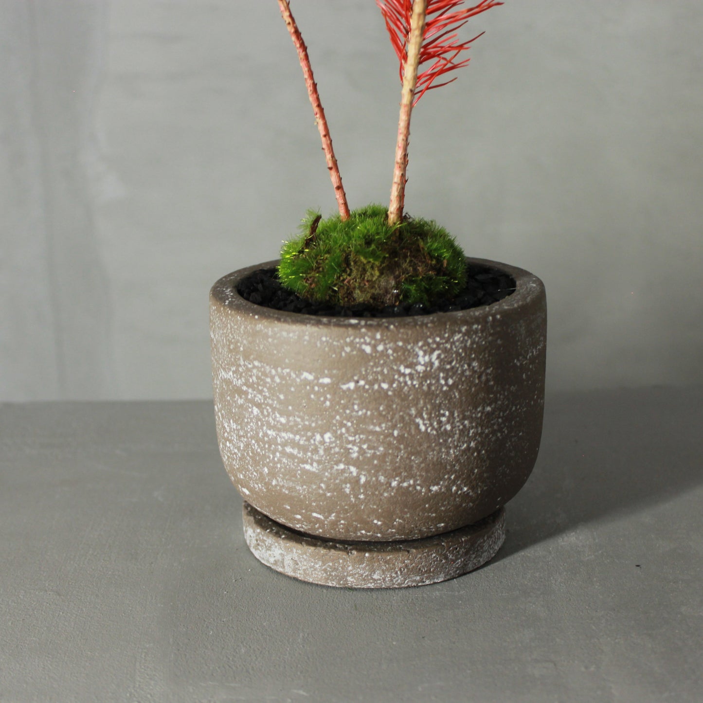 Tokocie BONSAI 黒松