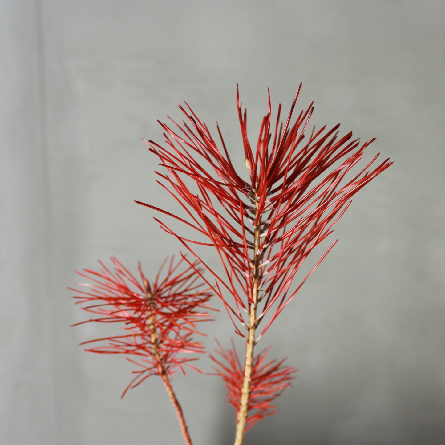 Tokocie BONSAI 黒松