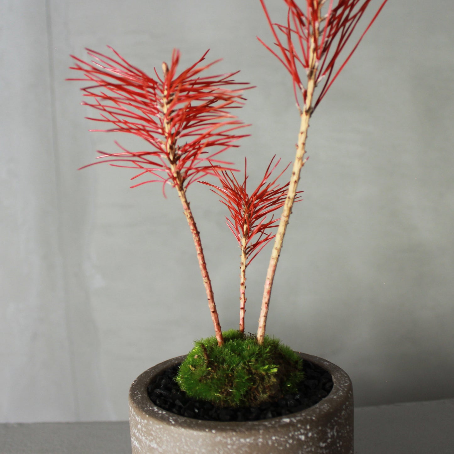 Tokocie BONSAI 黒松