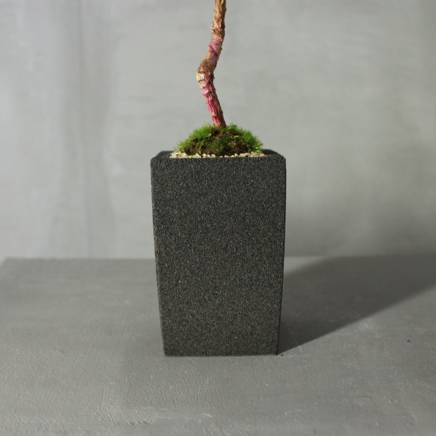 Tokocie BONSAI 黒松