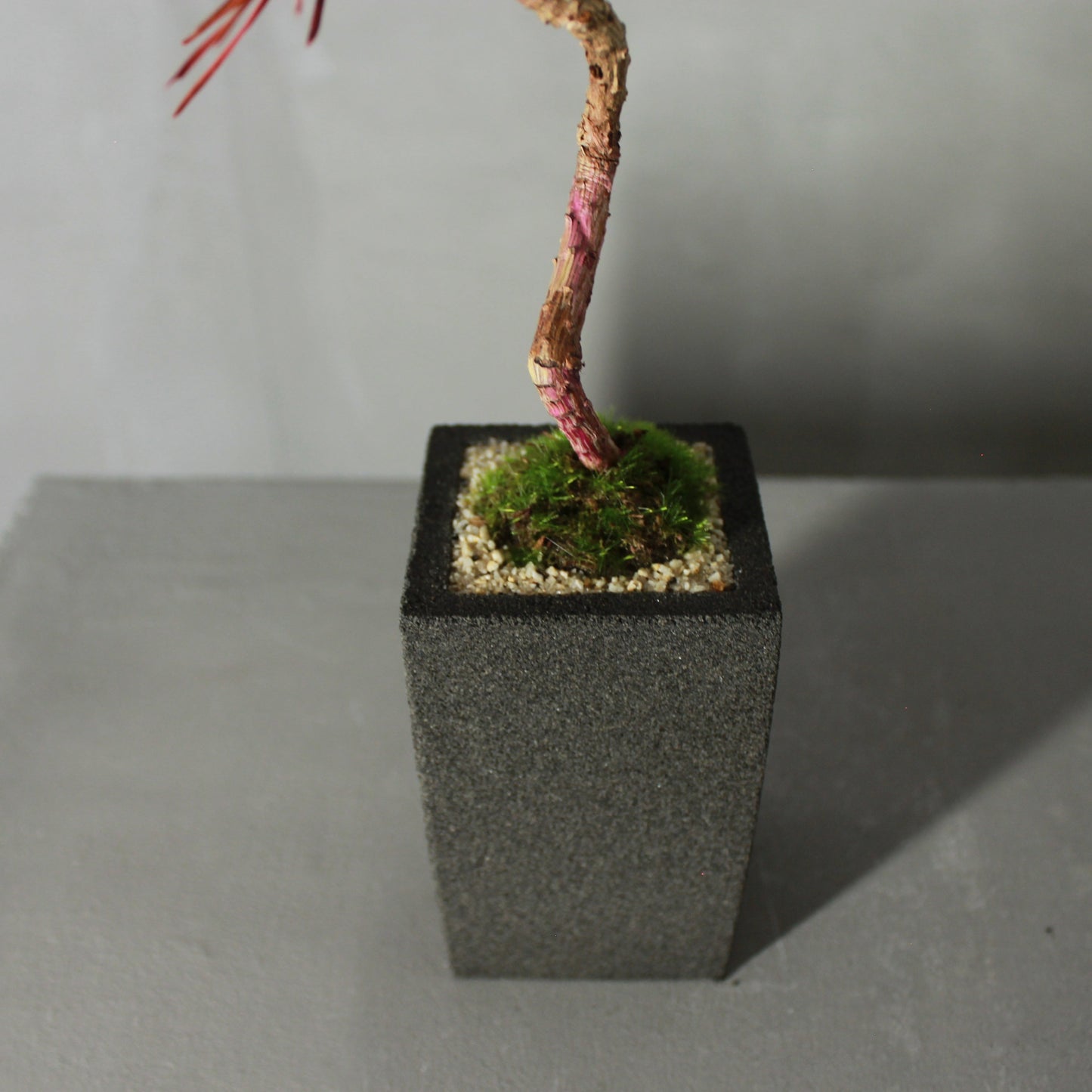 Tokocie BONSAI 黒松