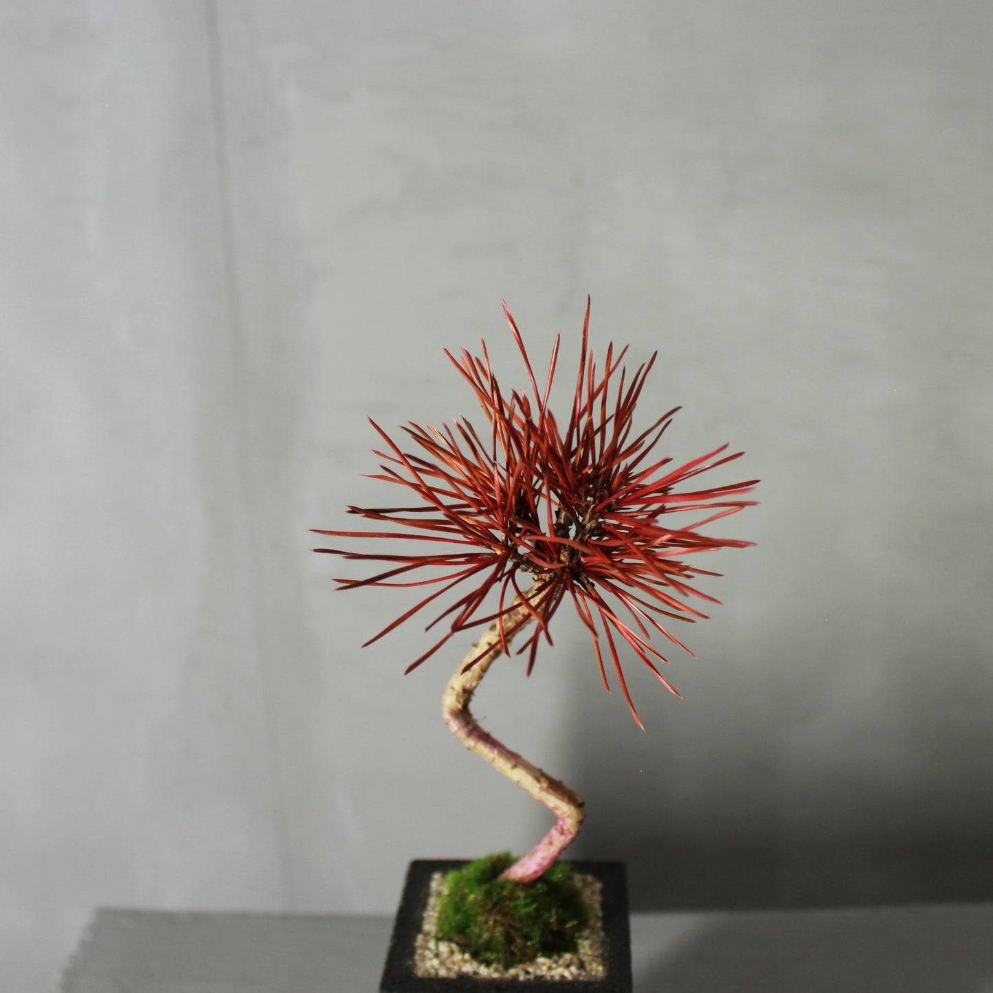 Tokocie BONSAI 黒松