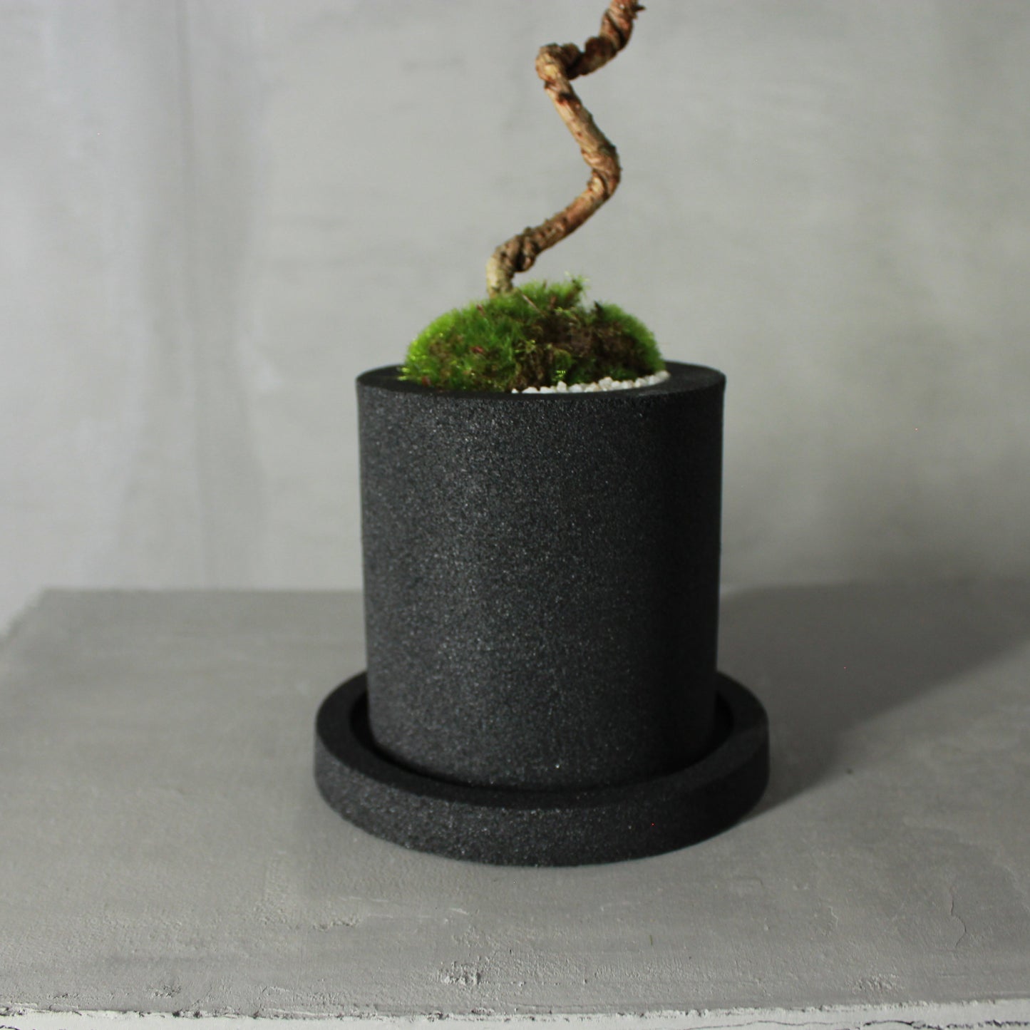 Tokocie BONSAI 黒松