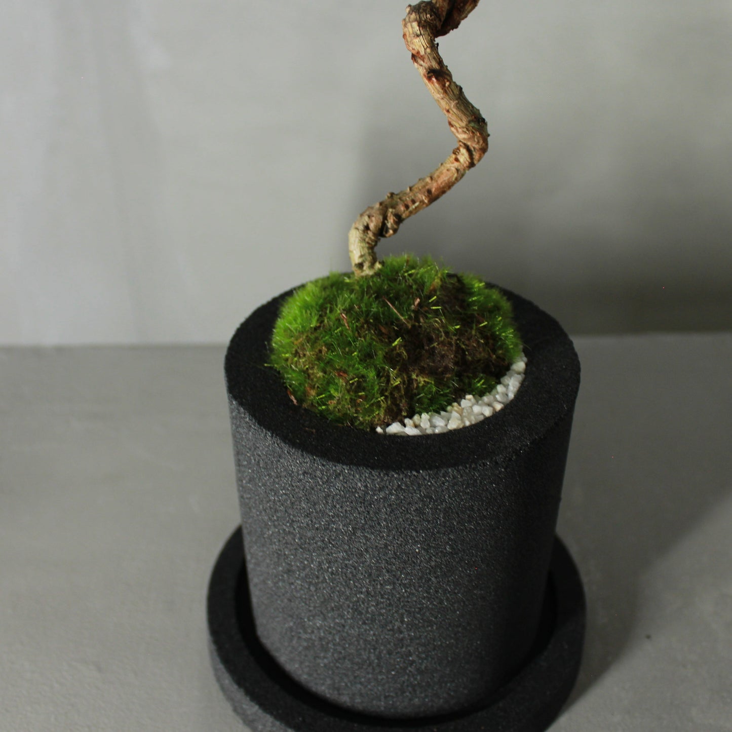 Tokocie BONSAI 黒松