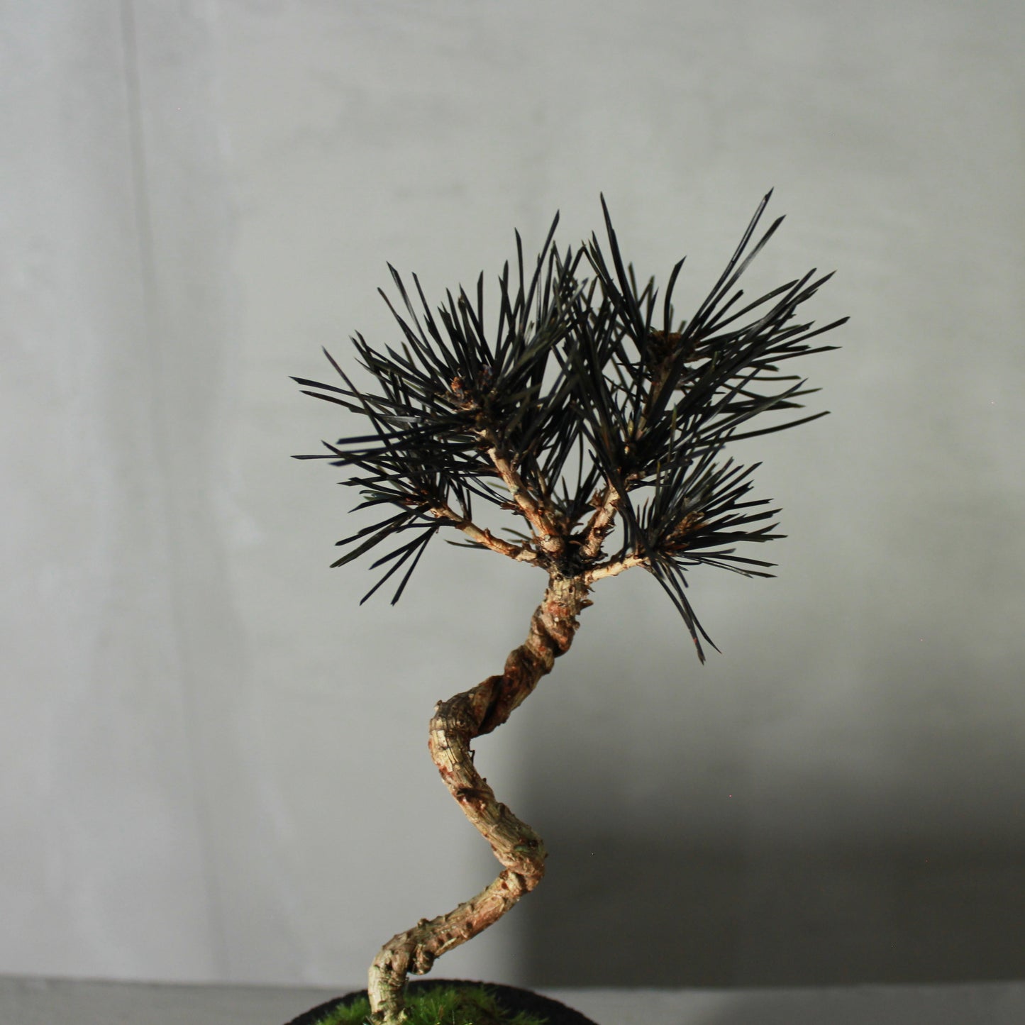 Tokocie BONSAI 黒松